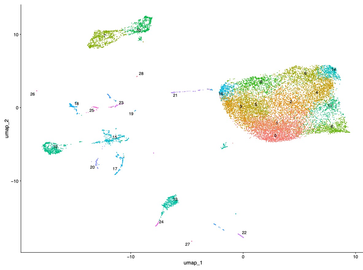 Single-nucleus RNA-seq UMAP analysis