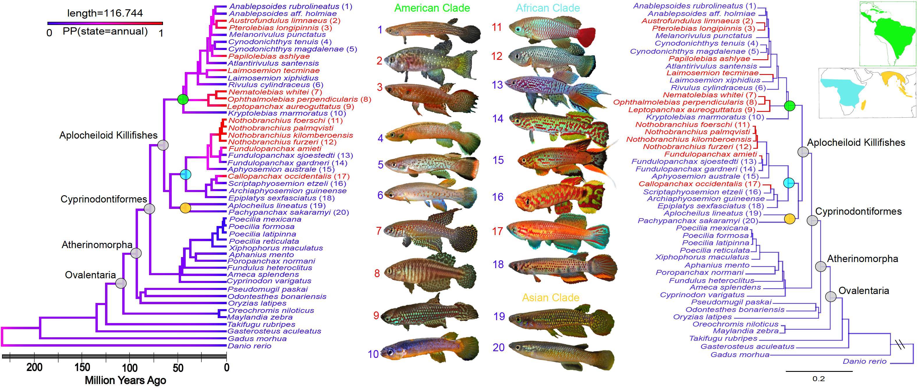 Comparative genomics phylogeny