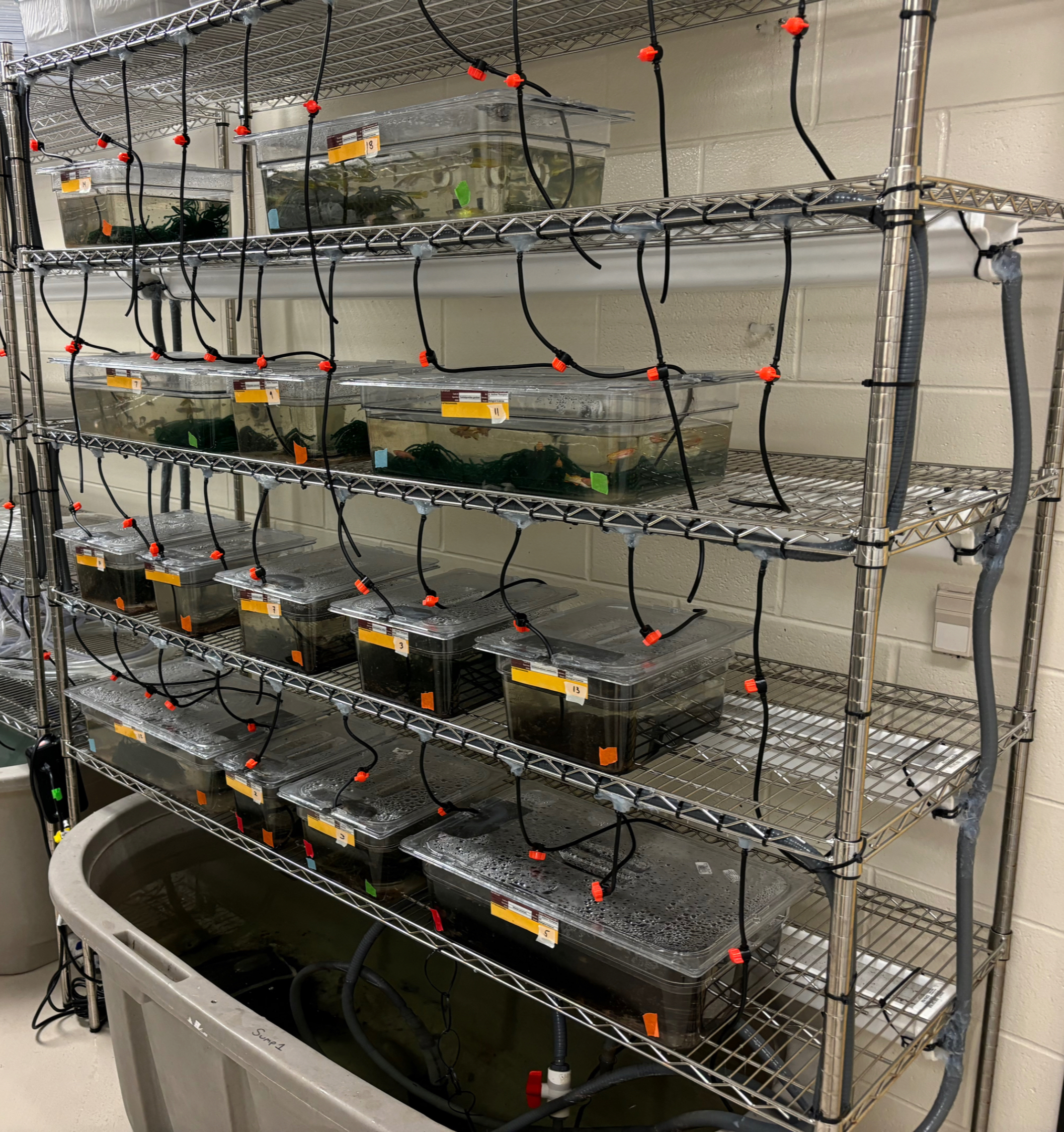 Custom killifish and medaka facility