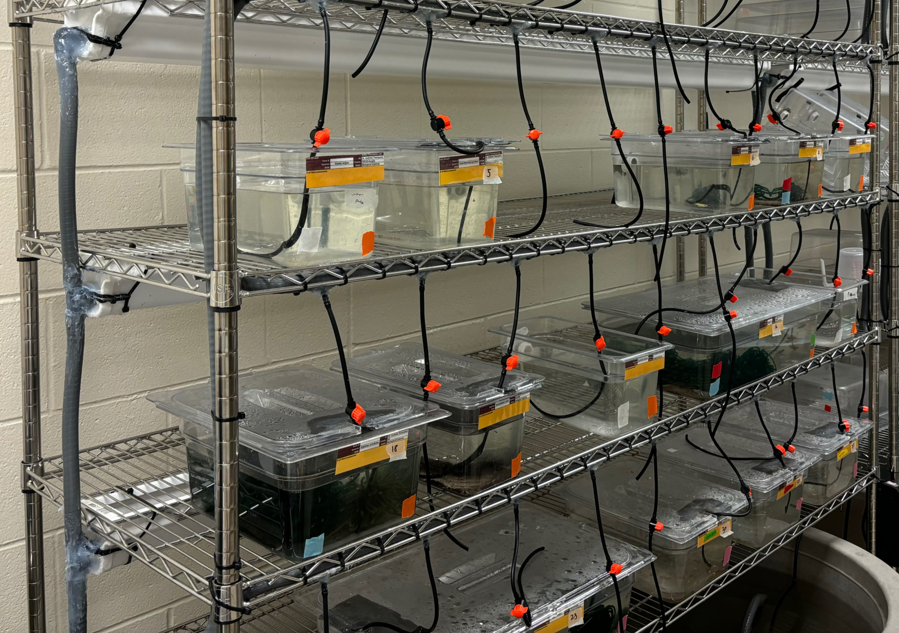 Custom killifish and medaka facility