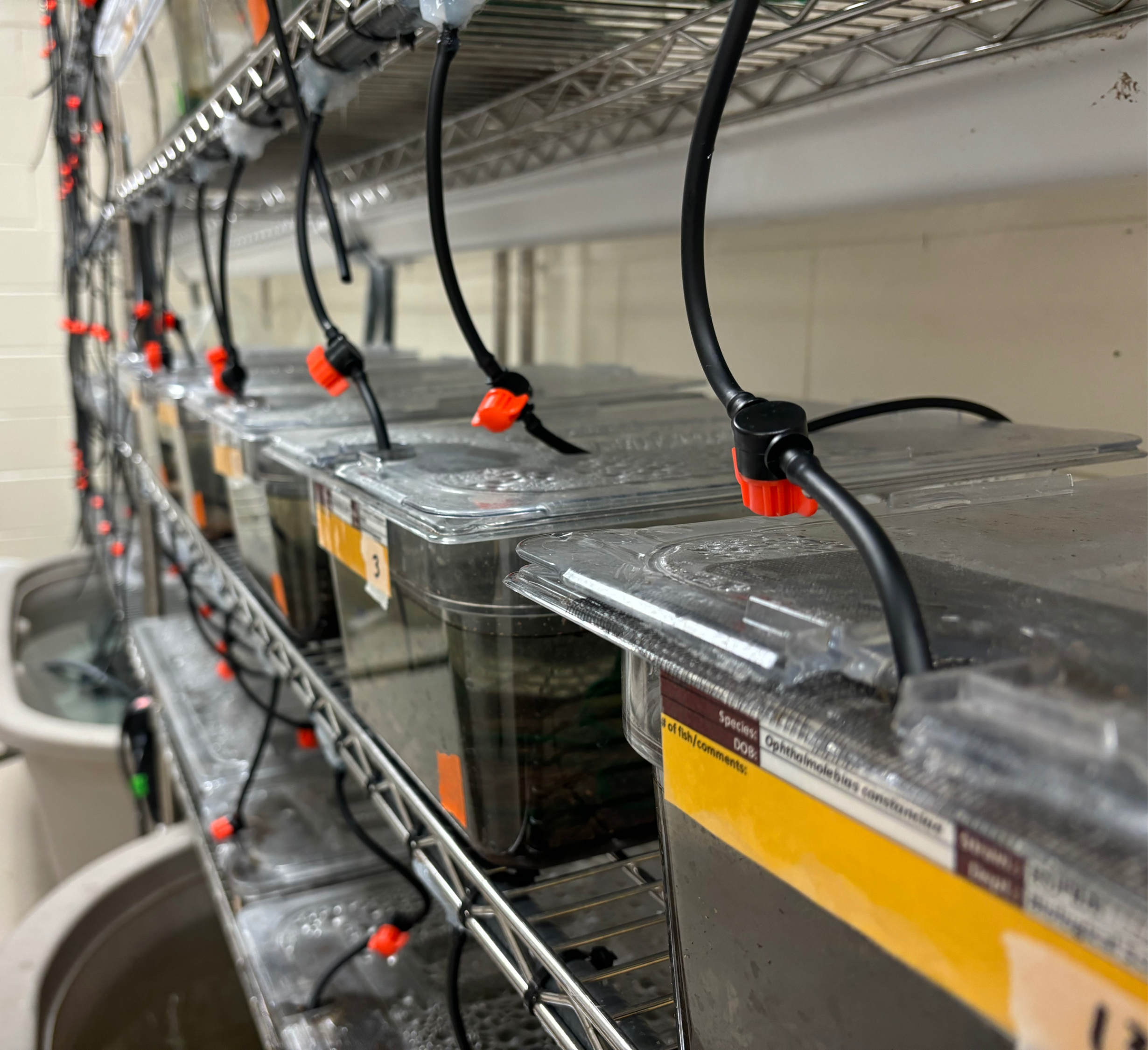 Custom killifish and medaka facility