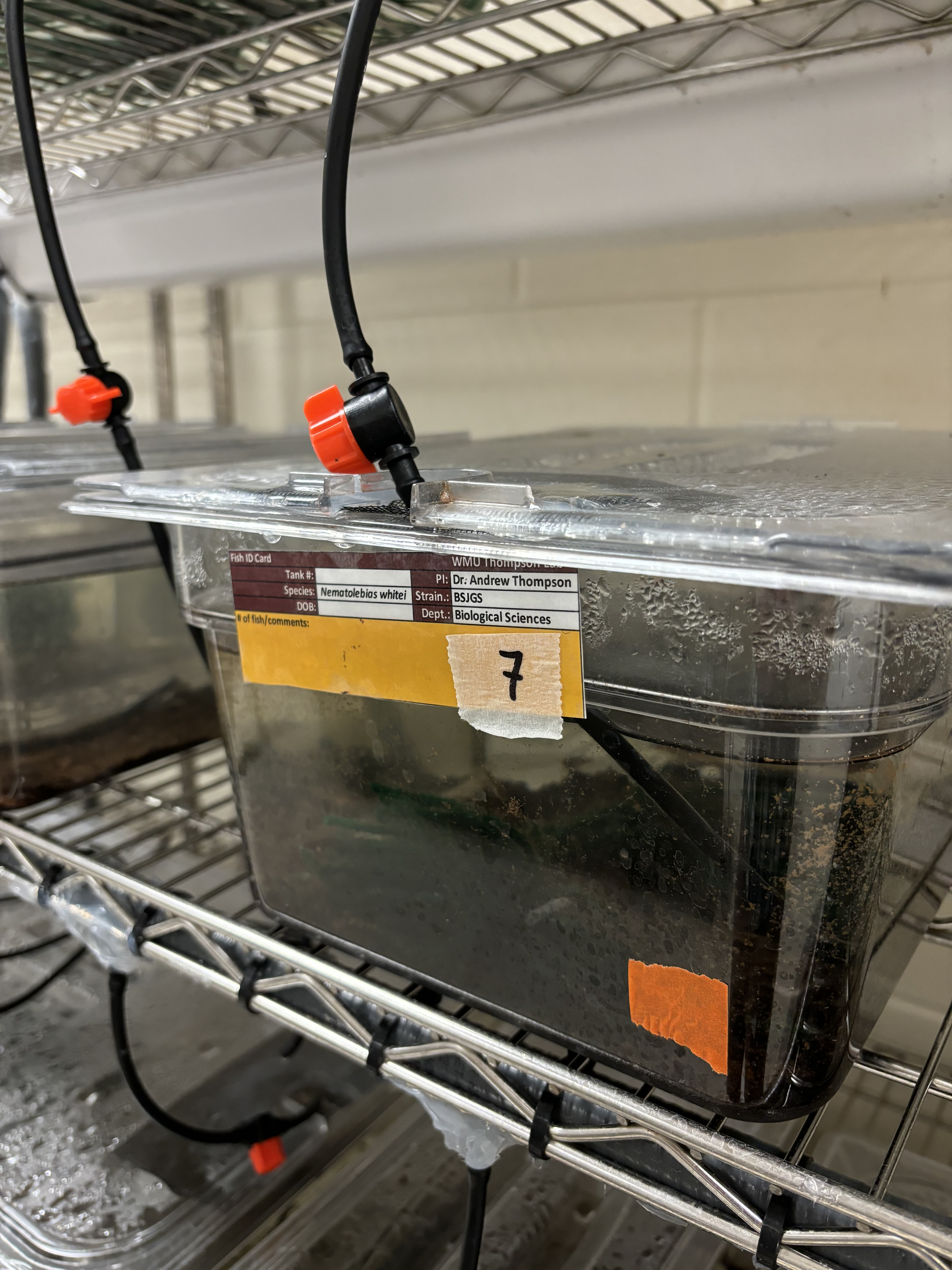 Custom killifish and medaka facility