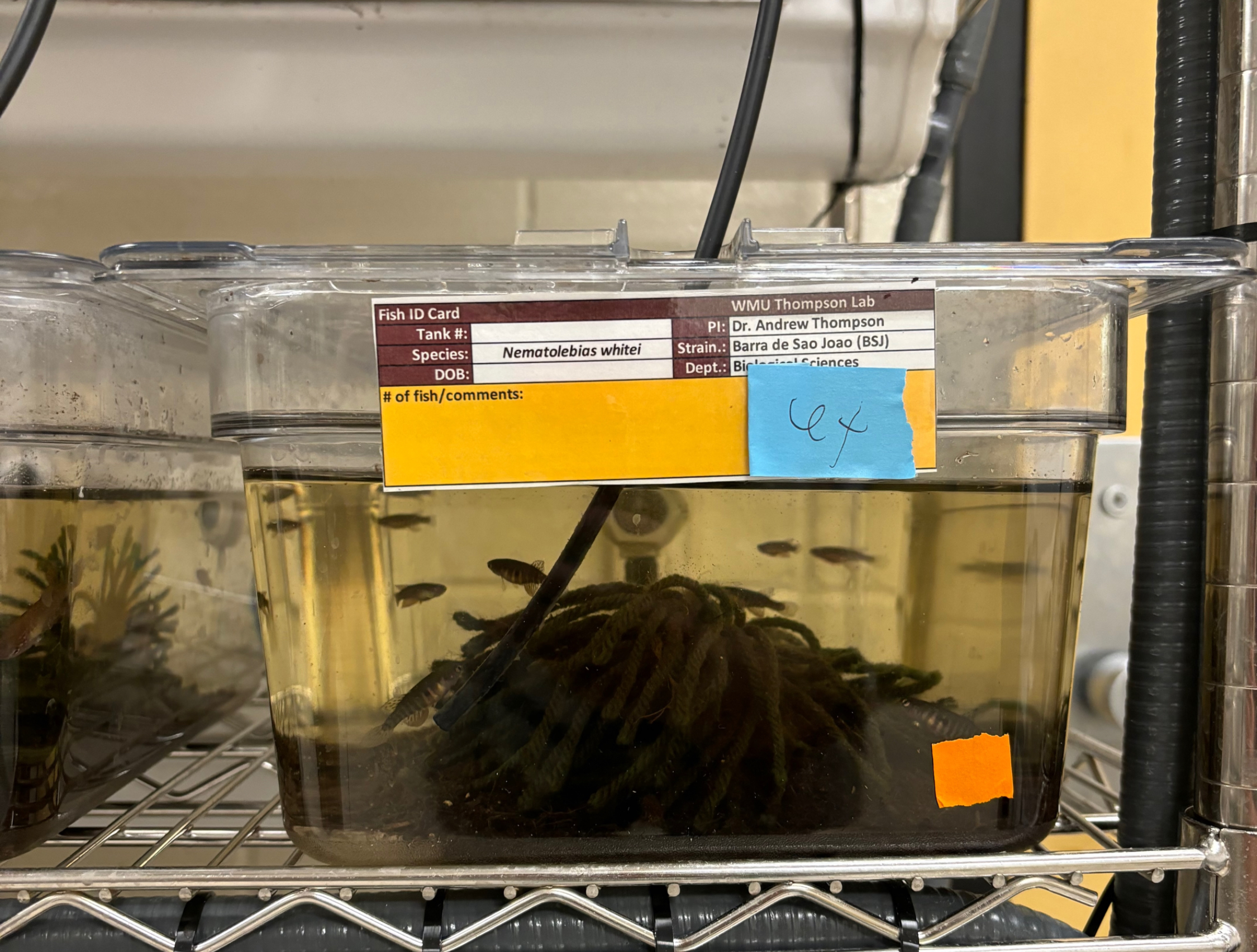 Custom killifish and medaka facility