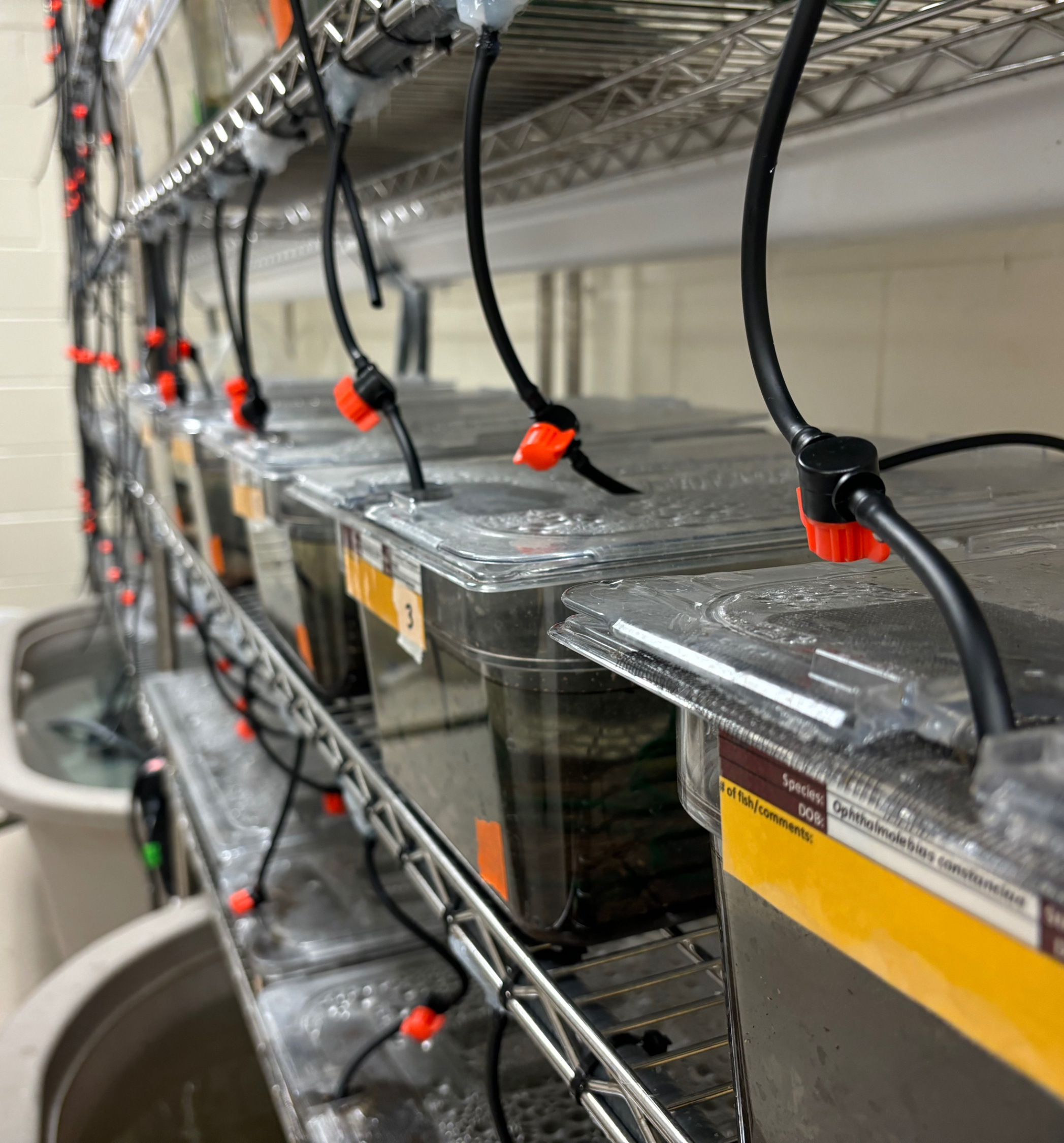 Custom killifish and medaka facility