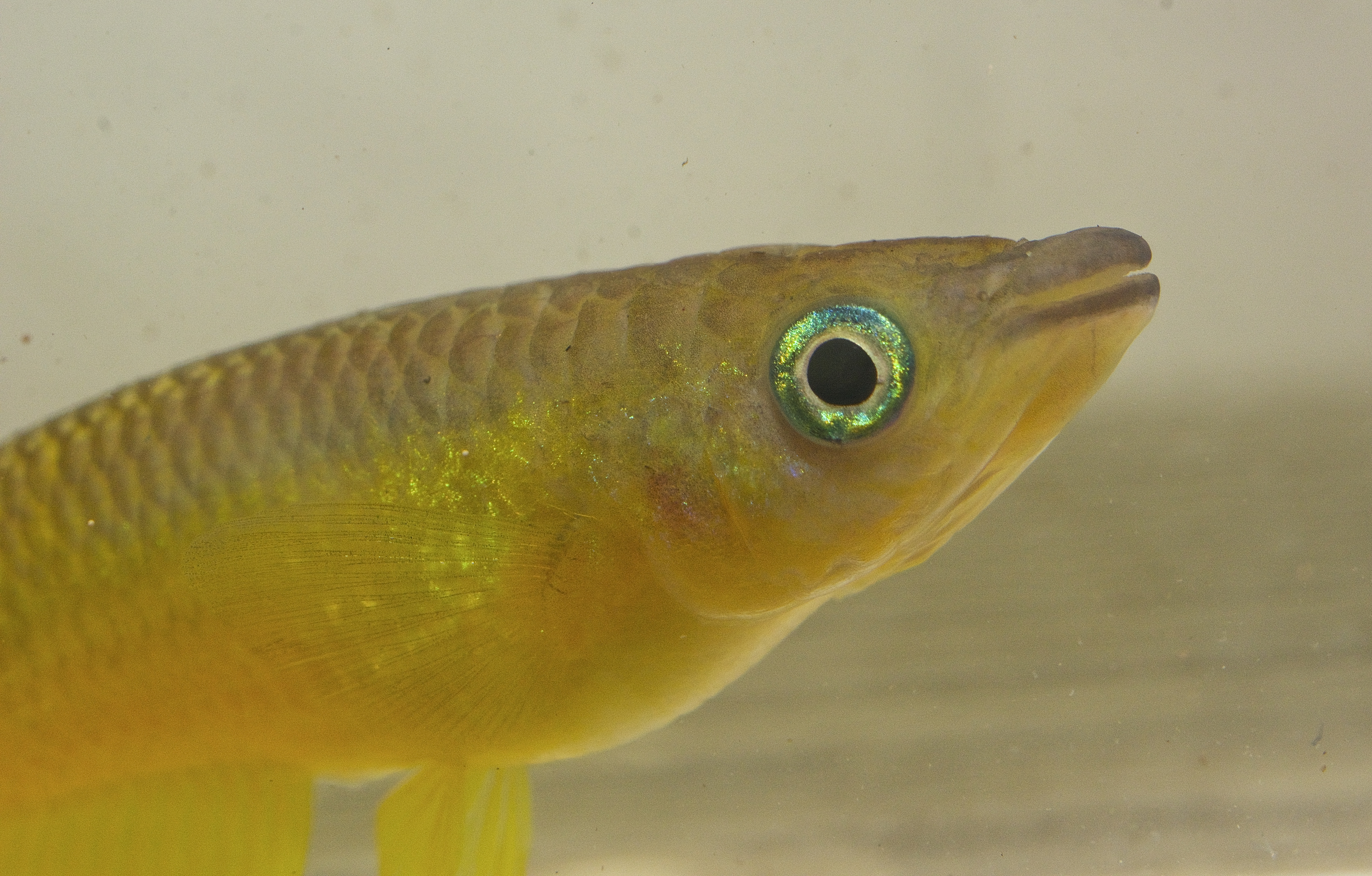 Aplocheilus killifish