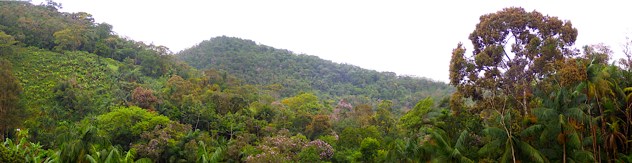 Atlantic Forest killifish habitat
