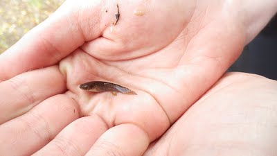 Atlantirivulus killifish