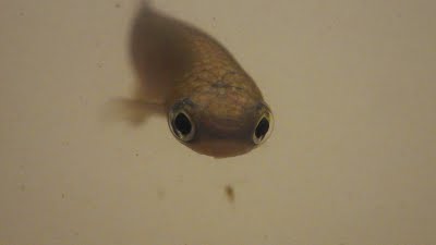 Atlantirivulus killifish