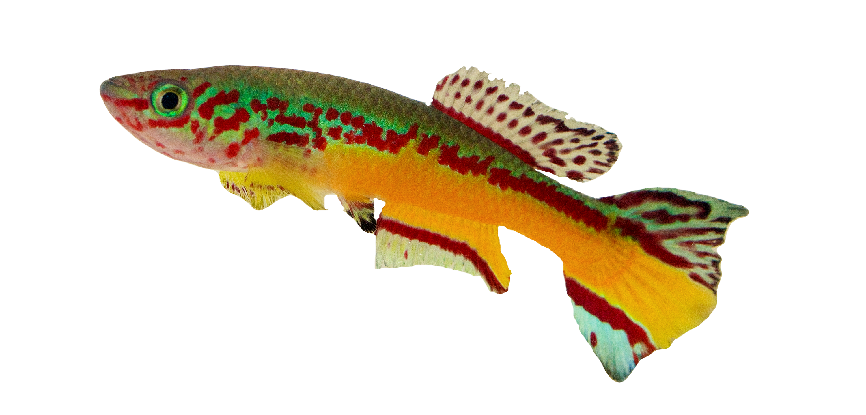 Fundulopanchax killifish