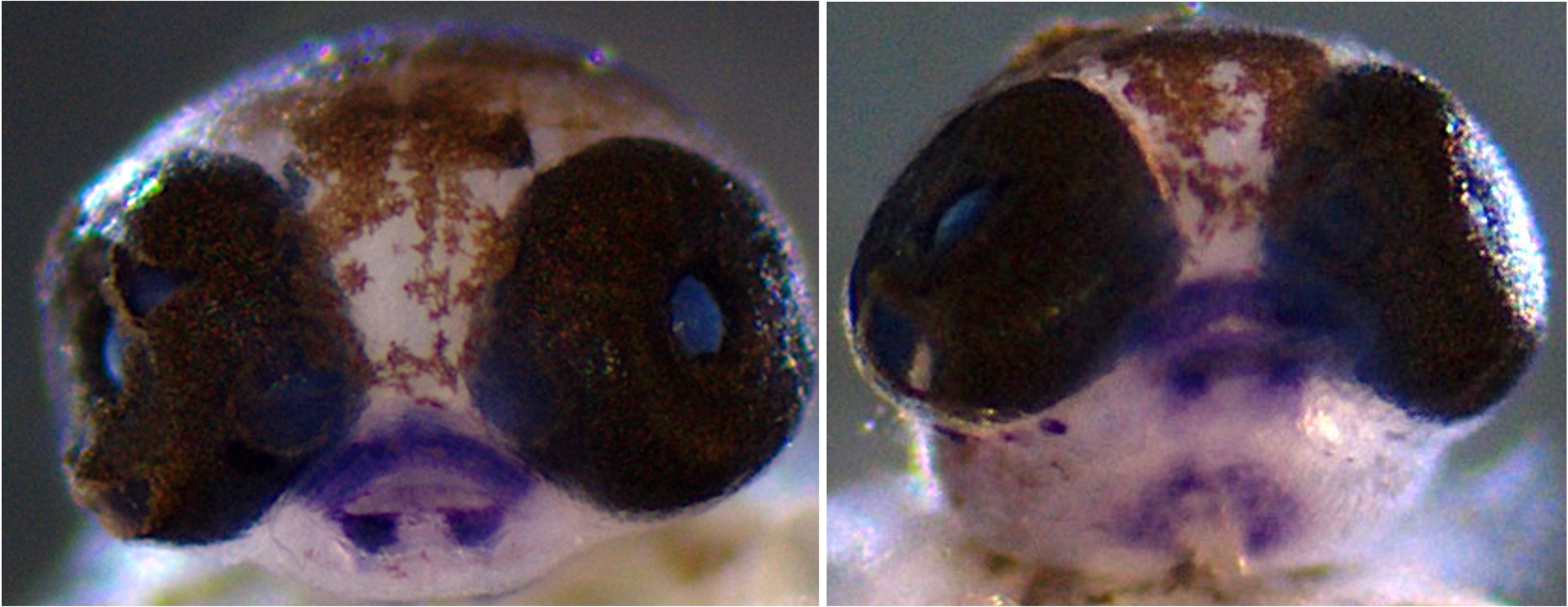 Killifish hatching gland cells embryo