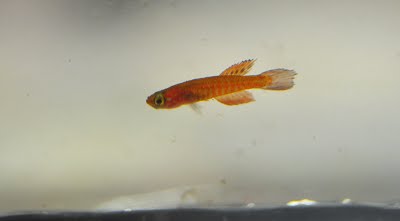 Leptopanchax killifish