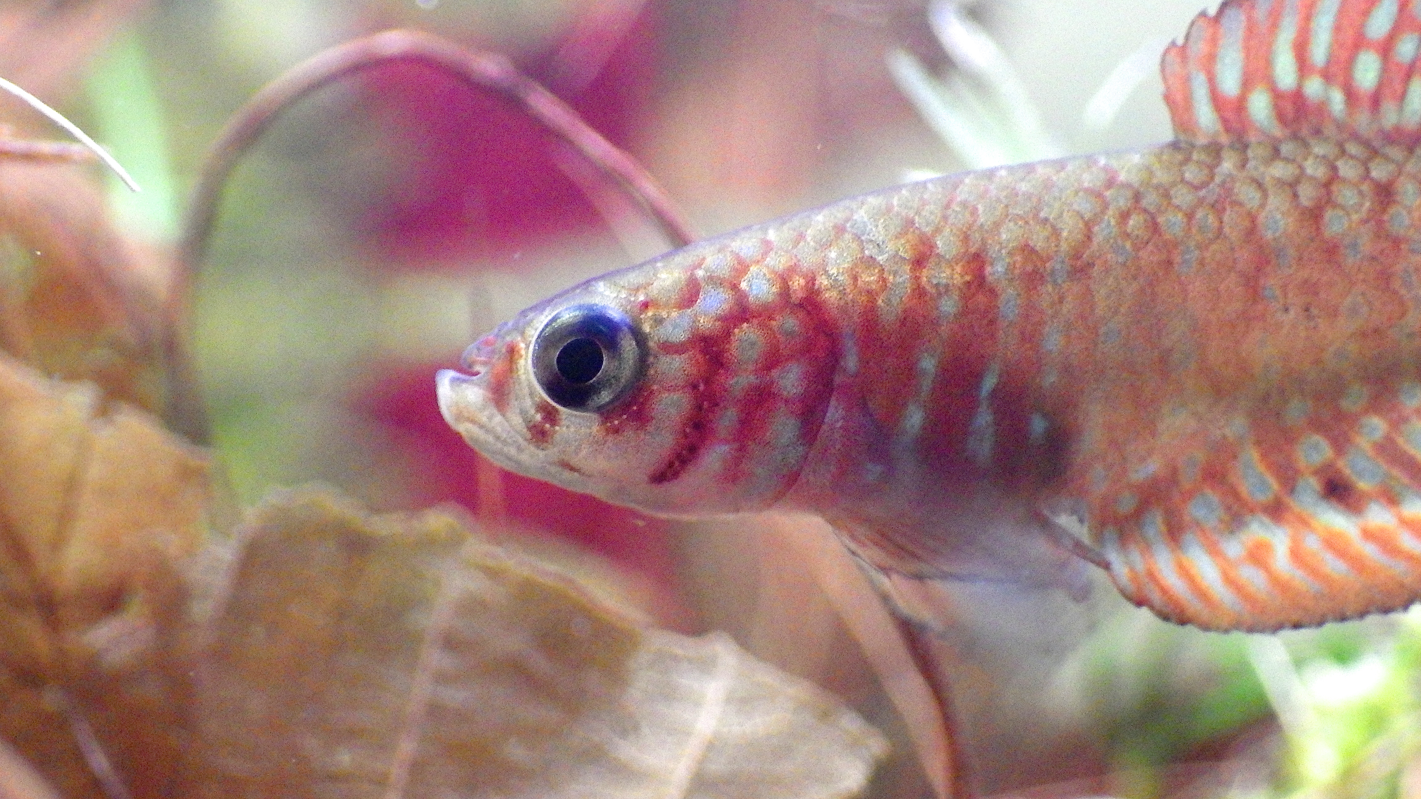 Nematolebias killifish