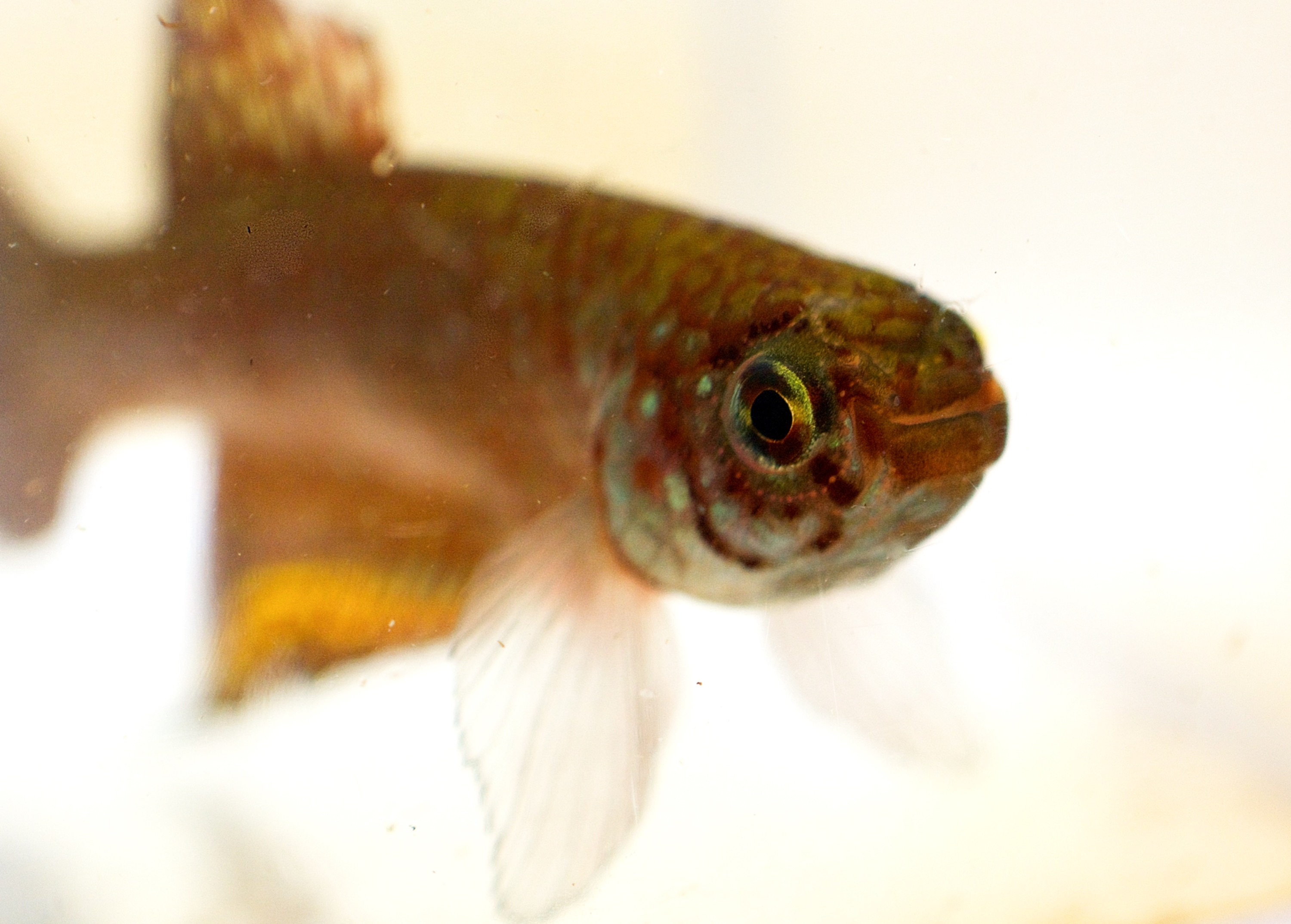 Nematolebias killifish