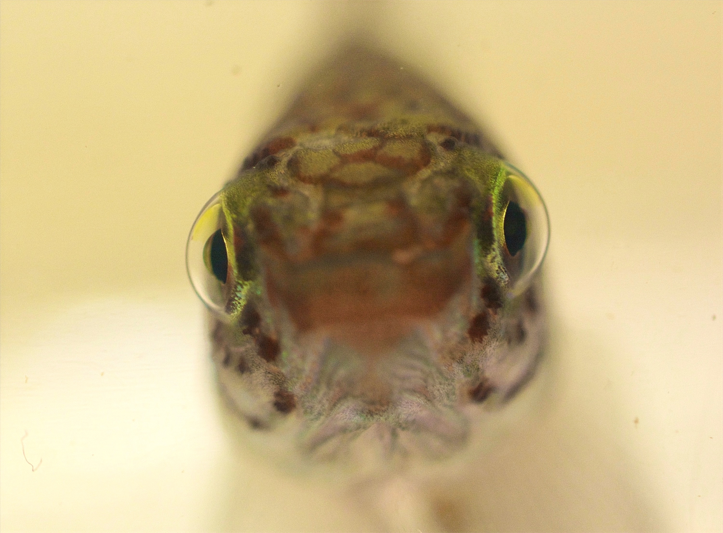 Nematolebias killifish