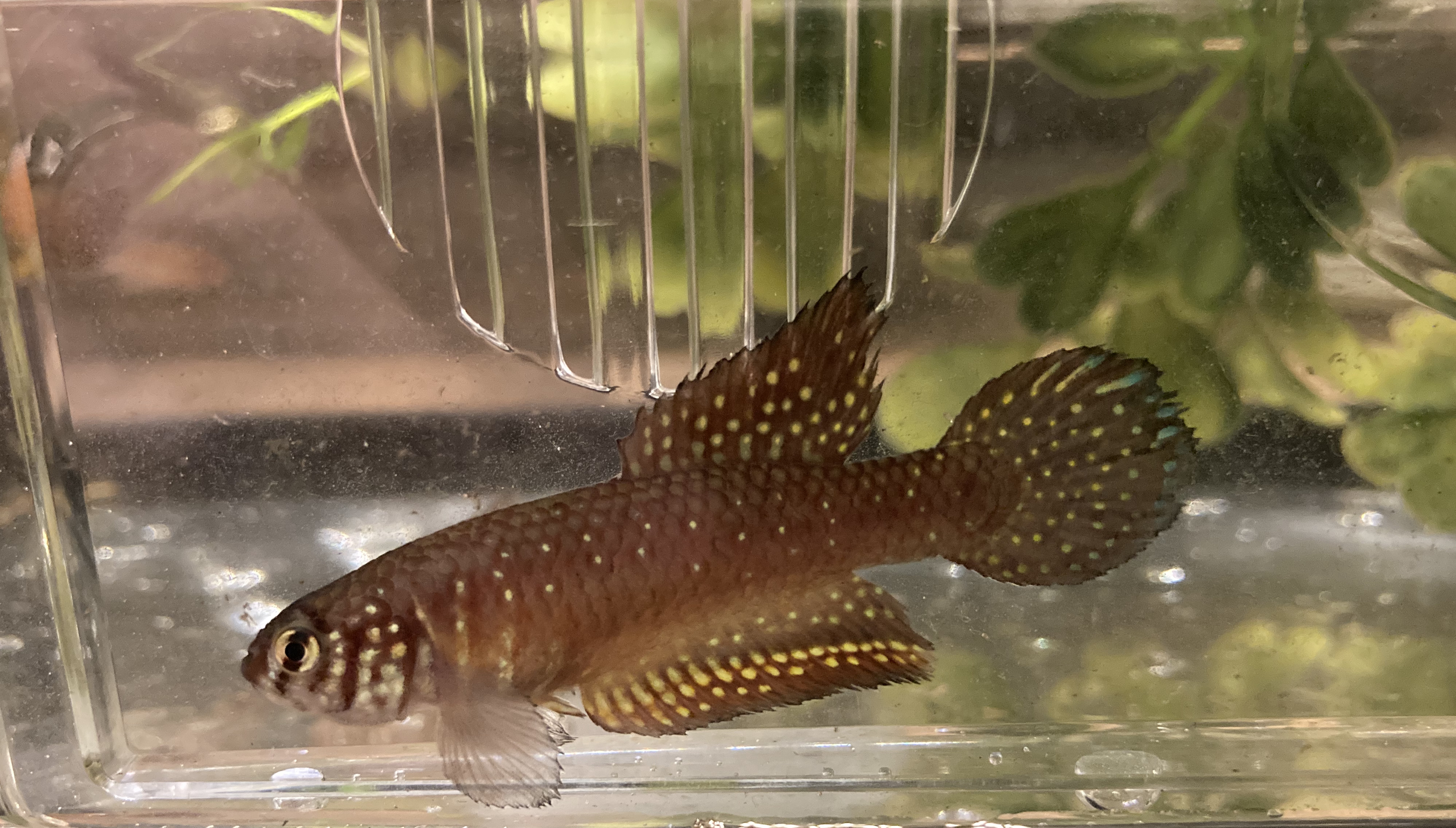 Nematolebias killifish