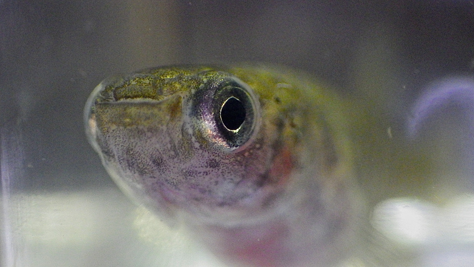 Nematolebias killifish