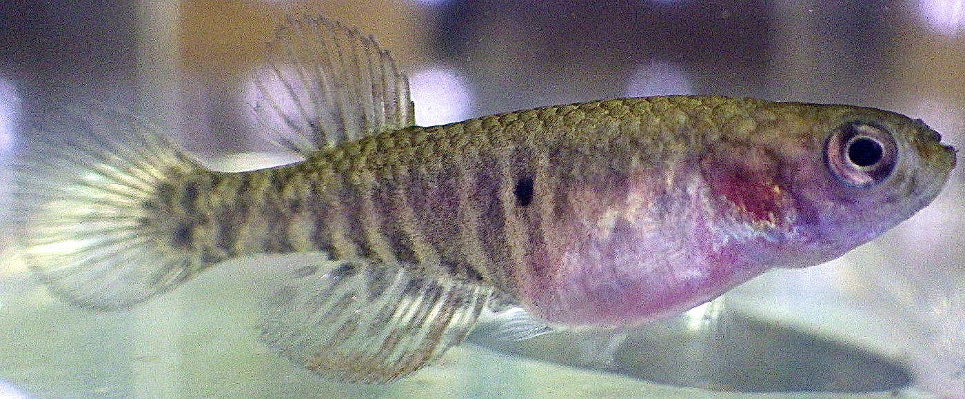 Nematolebias killifish