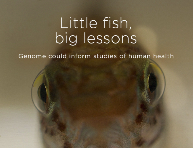 Nematolebias killifish