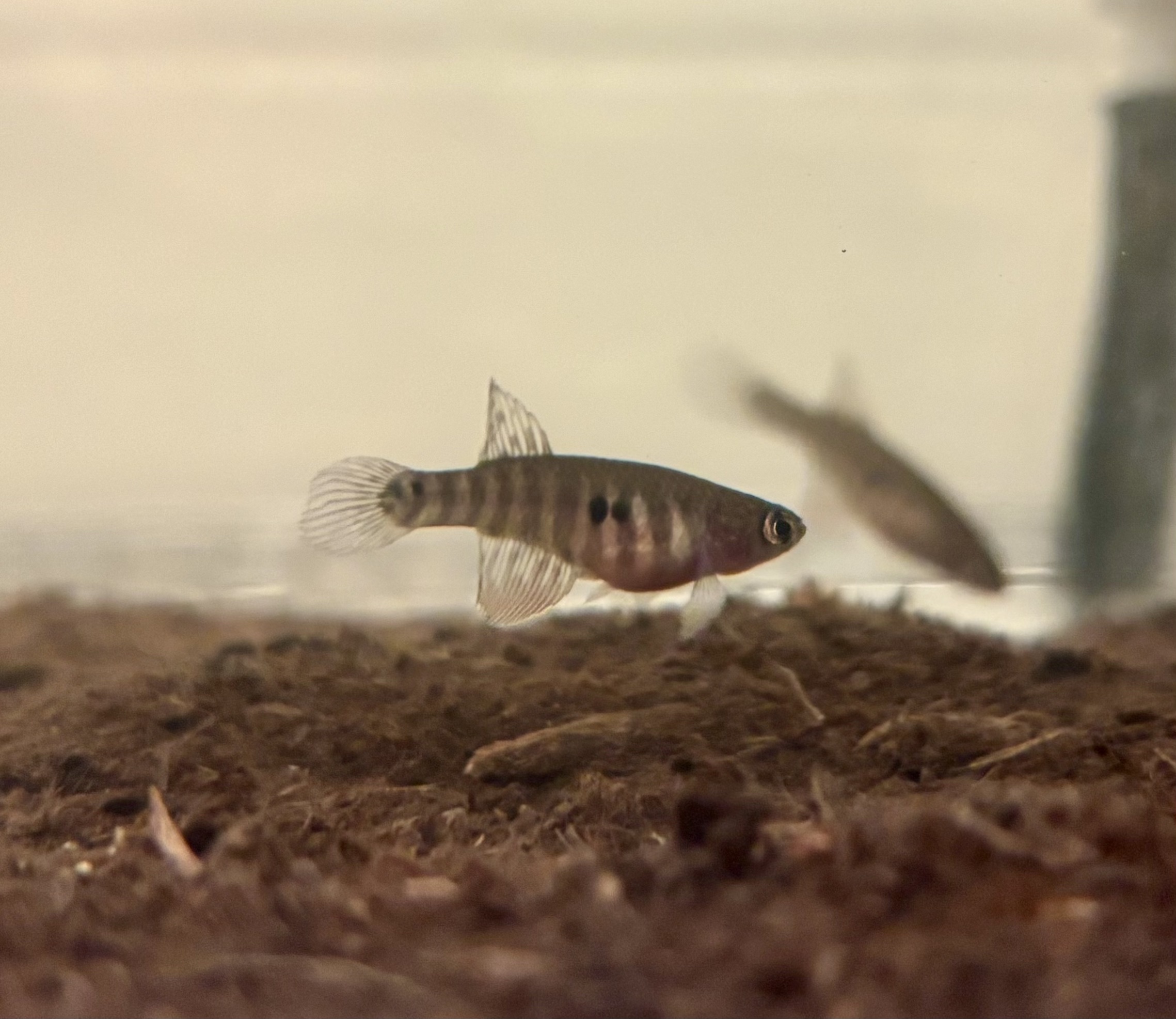 Nematolebias killifish