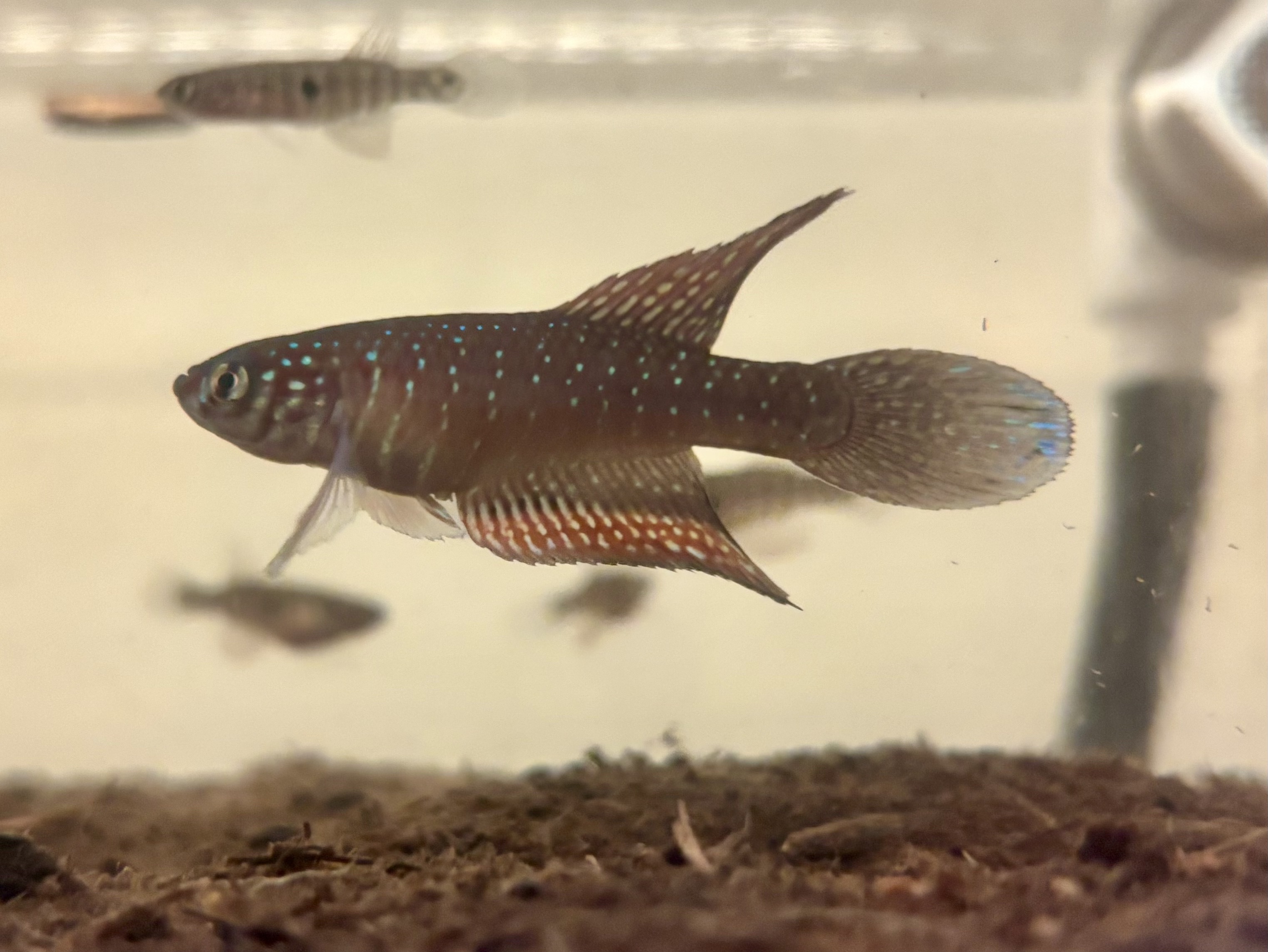 Nematolebias killifish