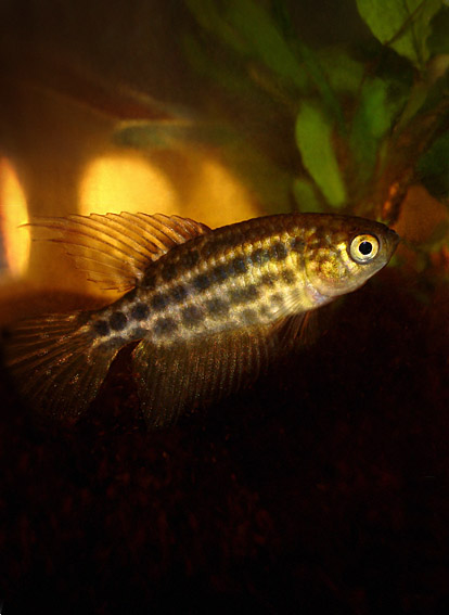 Ophthalmolebias killifish