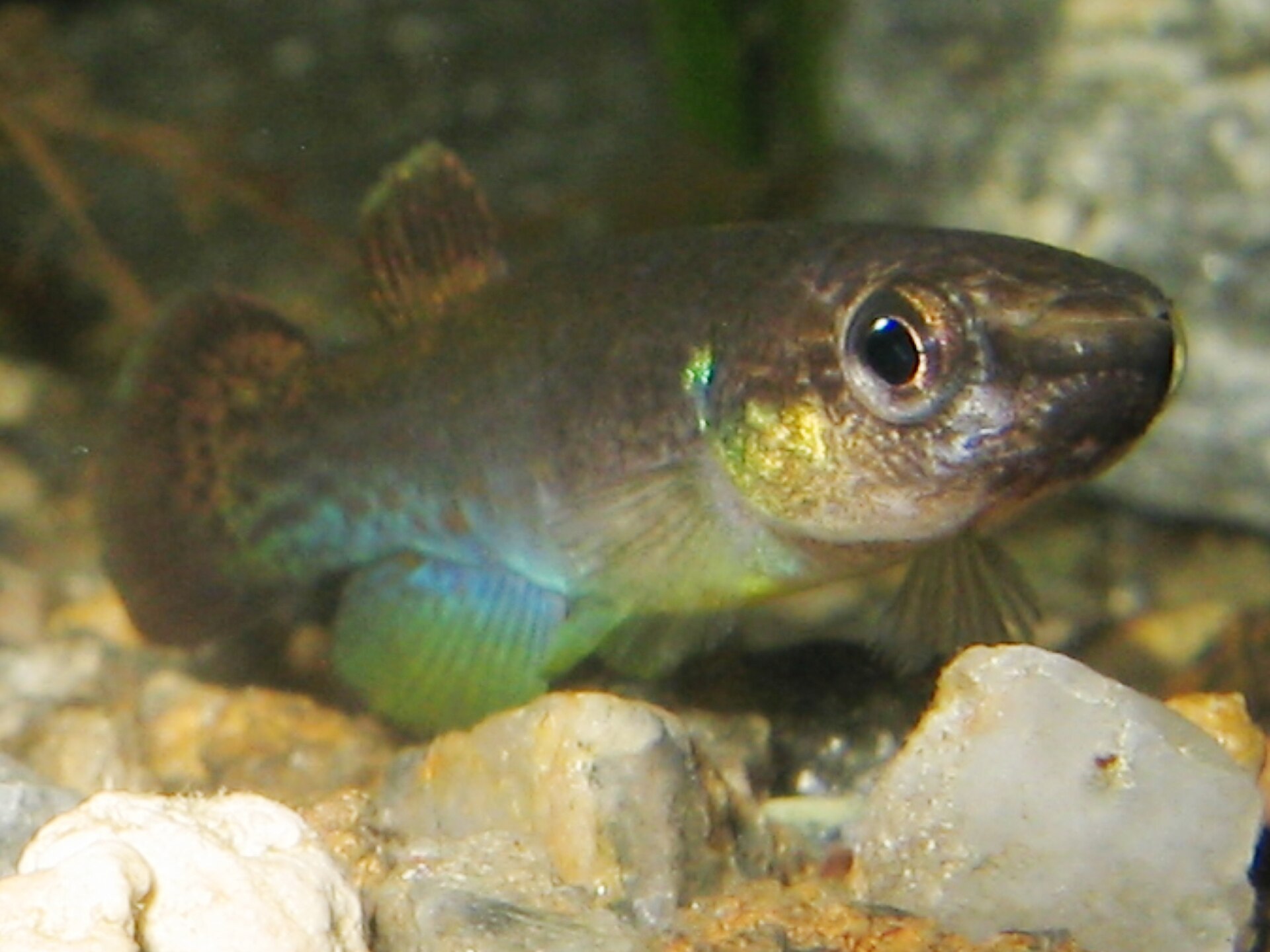 Rivulus killifish