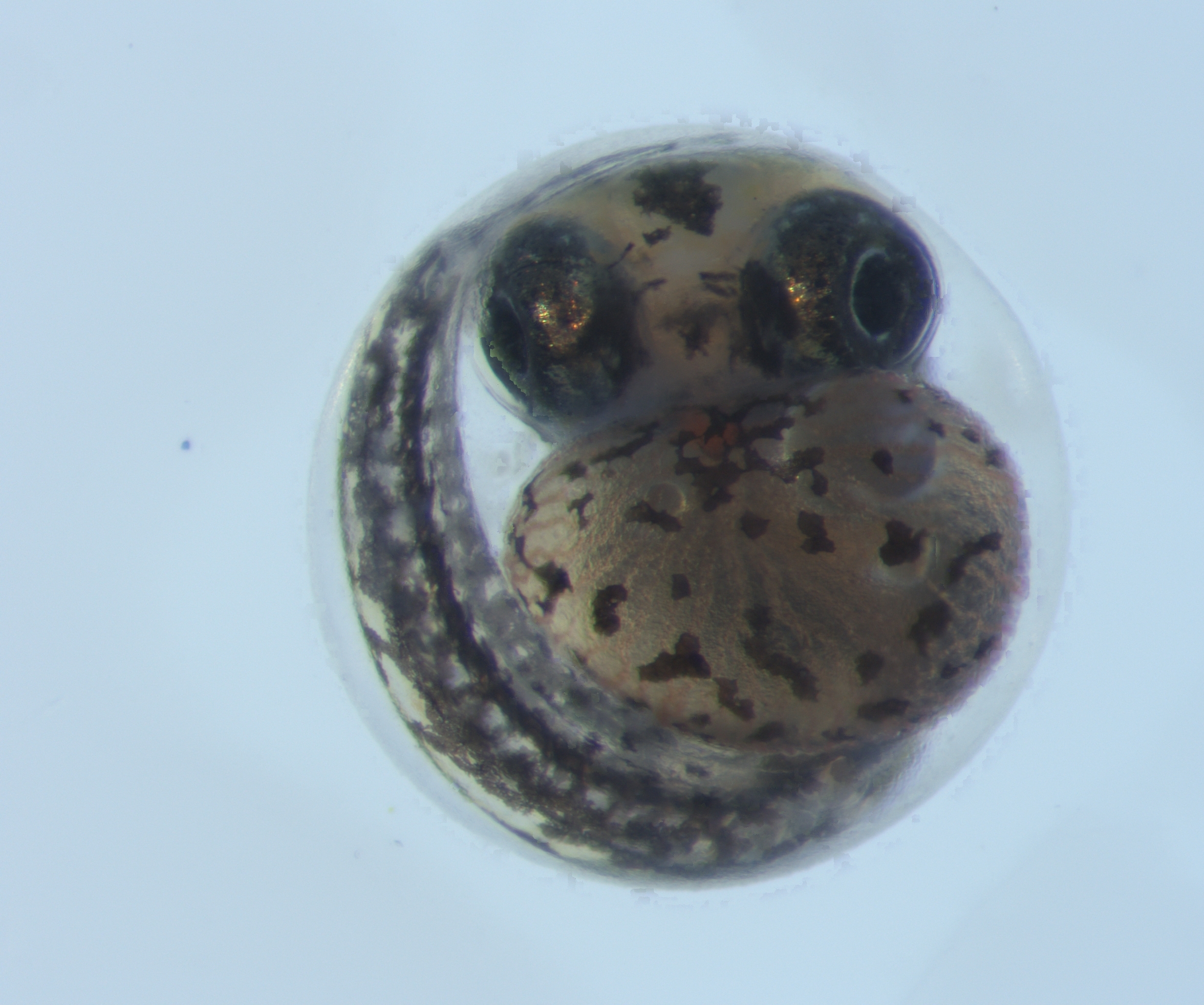 Rivulus killifish