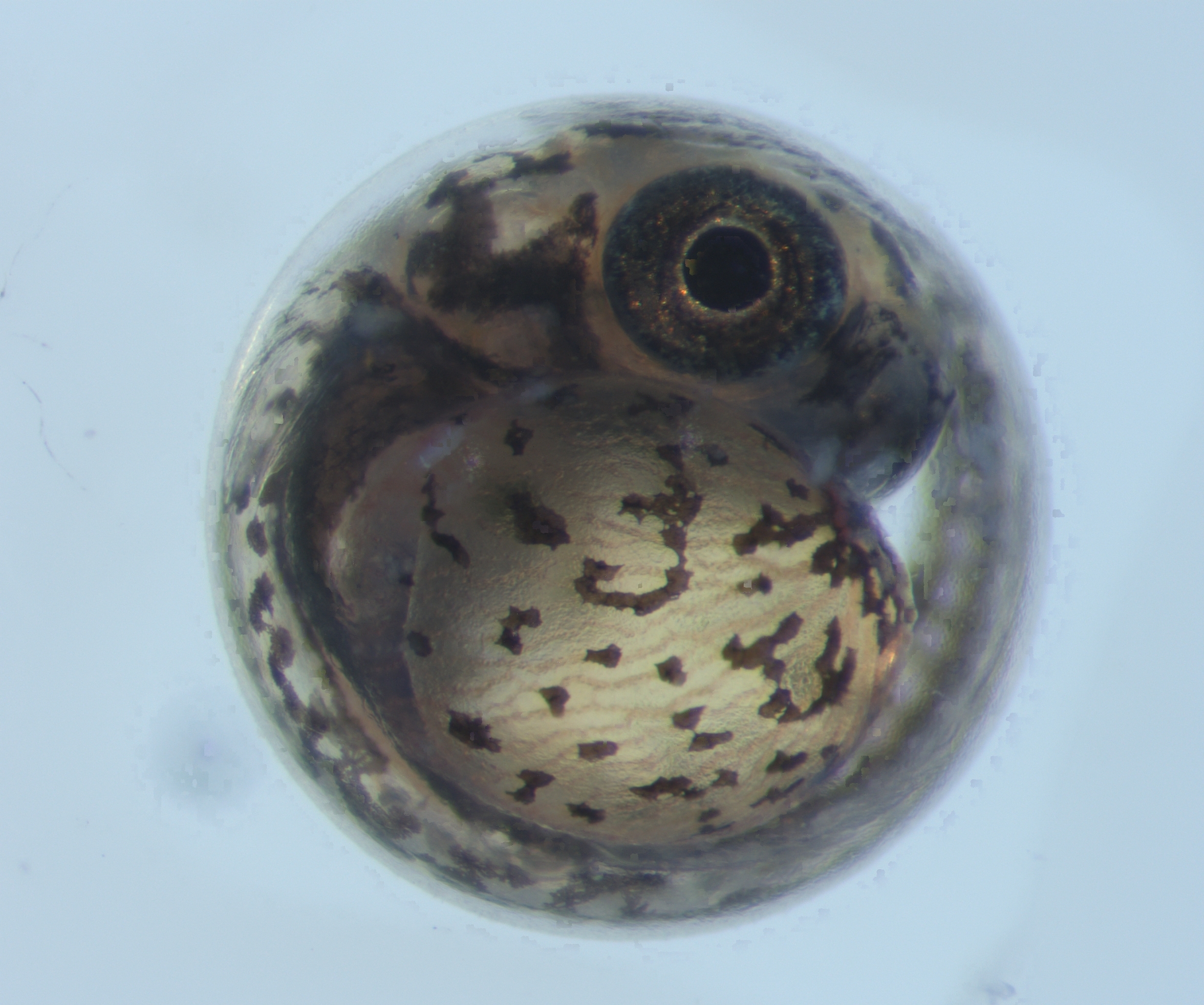 Rivulus killifish