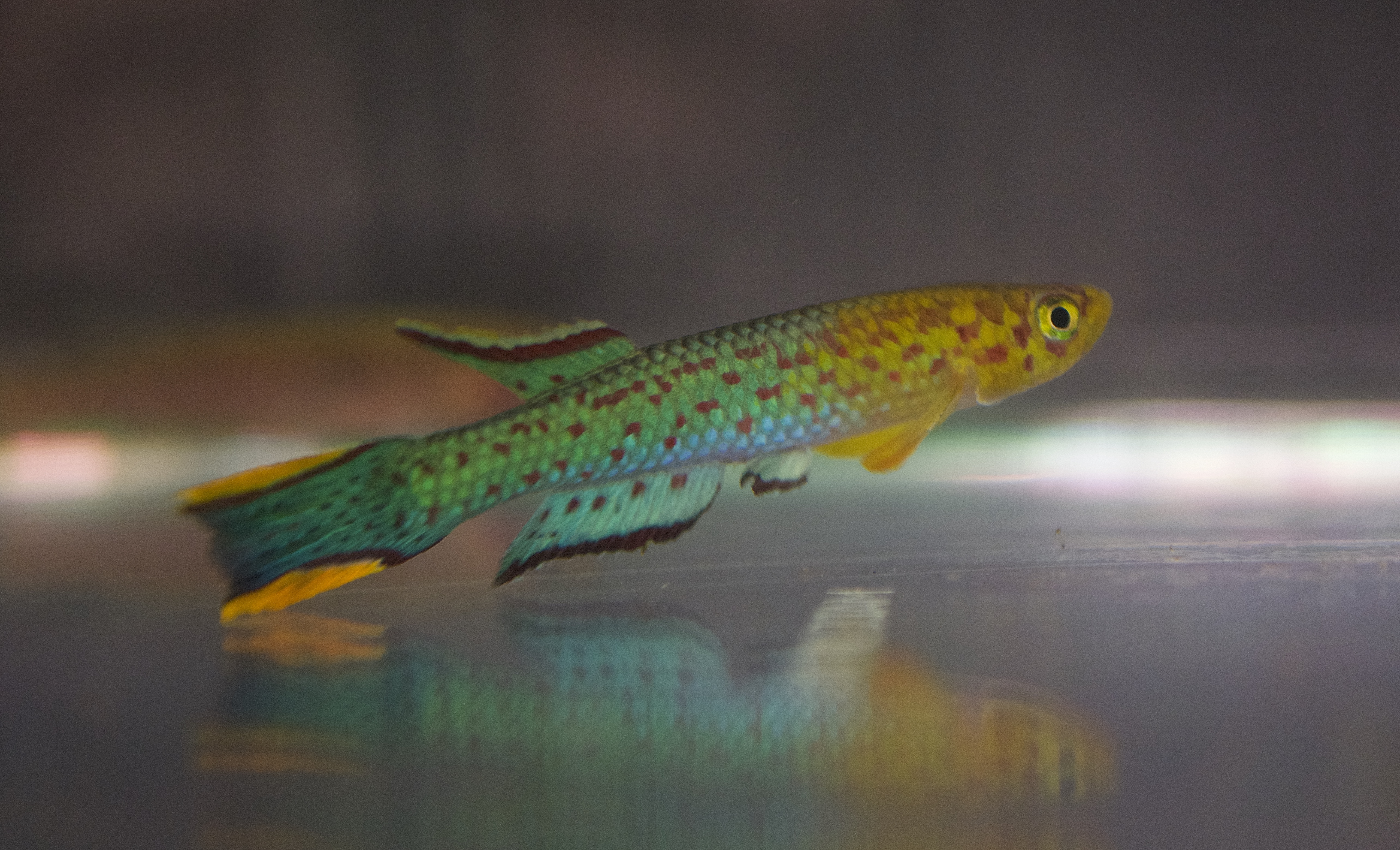 Scriptaphyosemion killifish