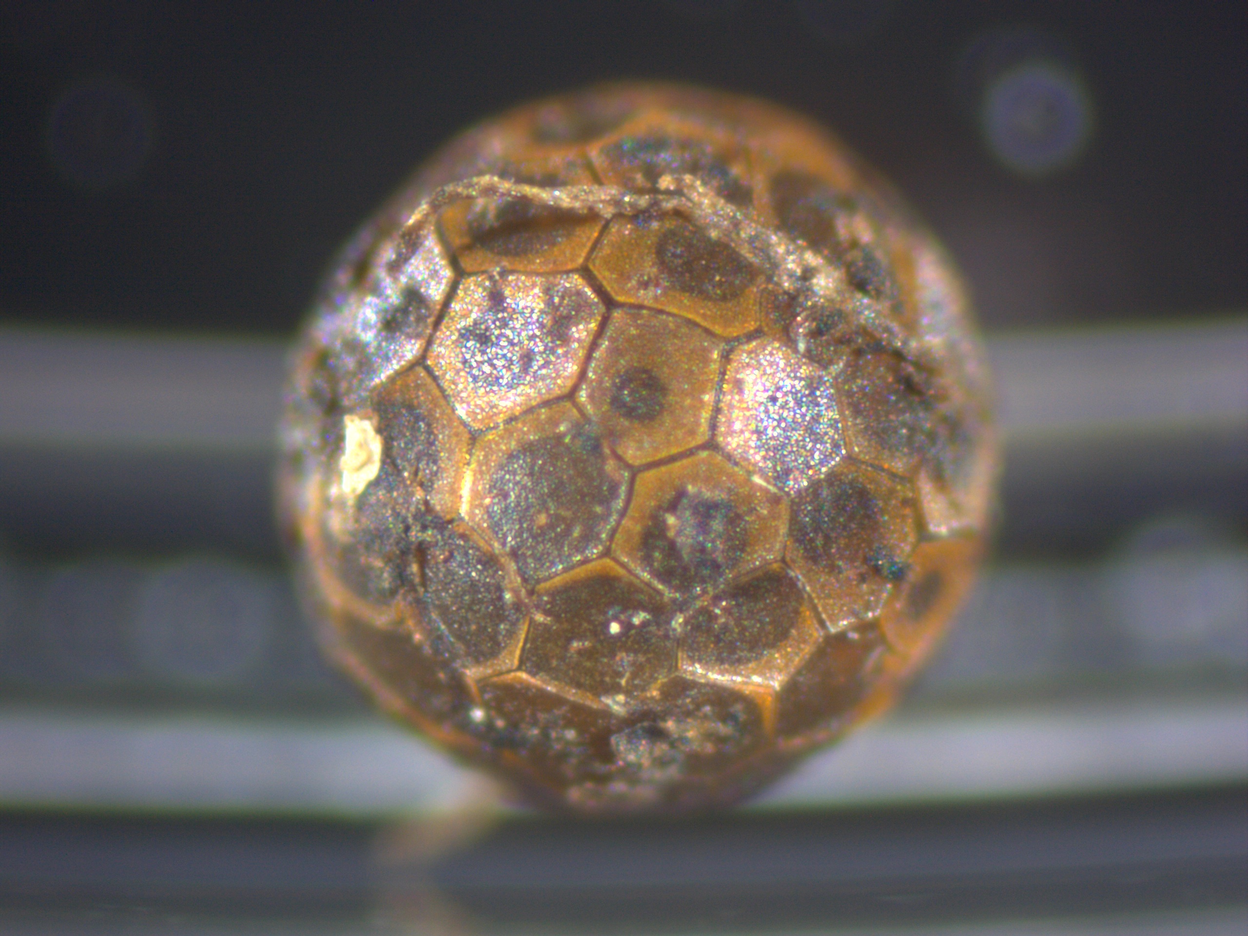 Killifish egg