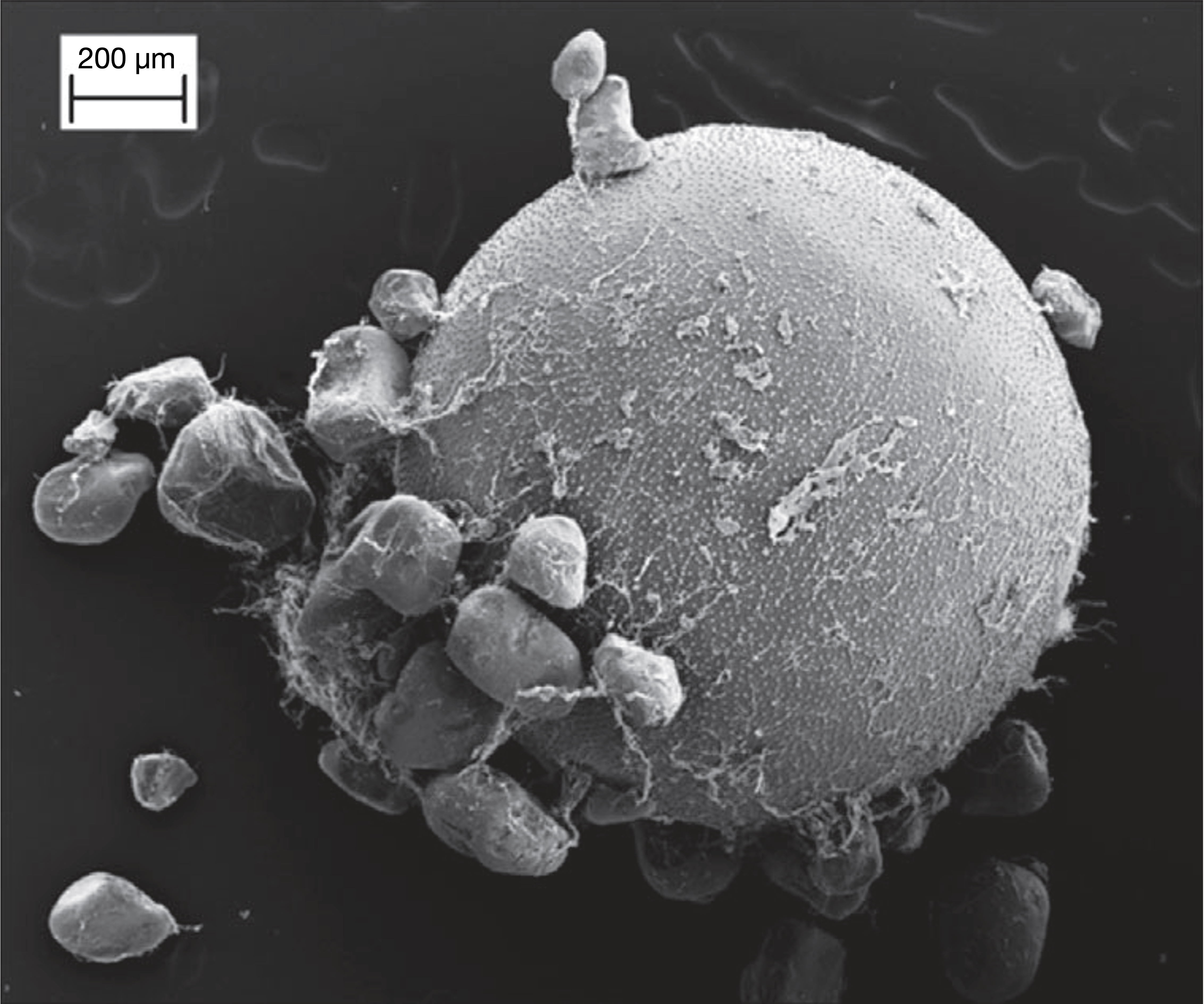 Killifish egg