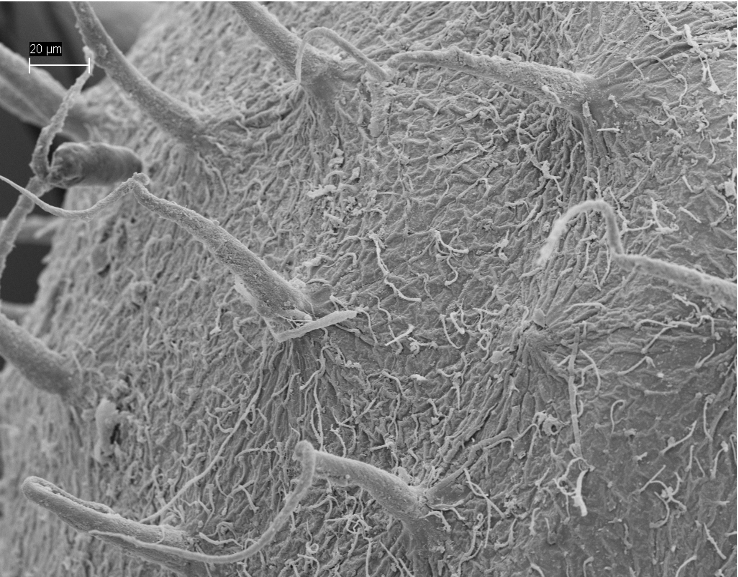 Killifish egg