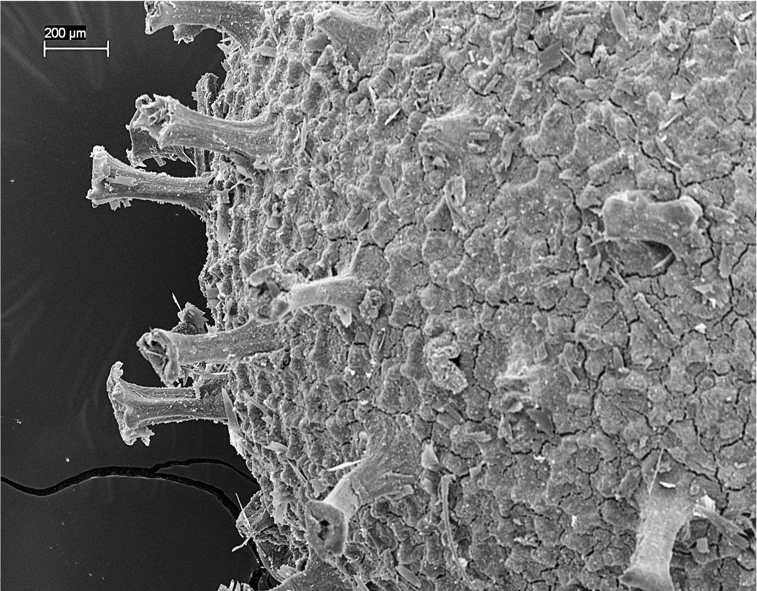 Killifish egg