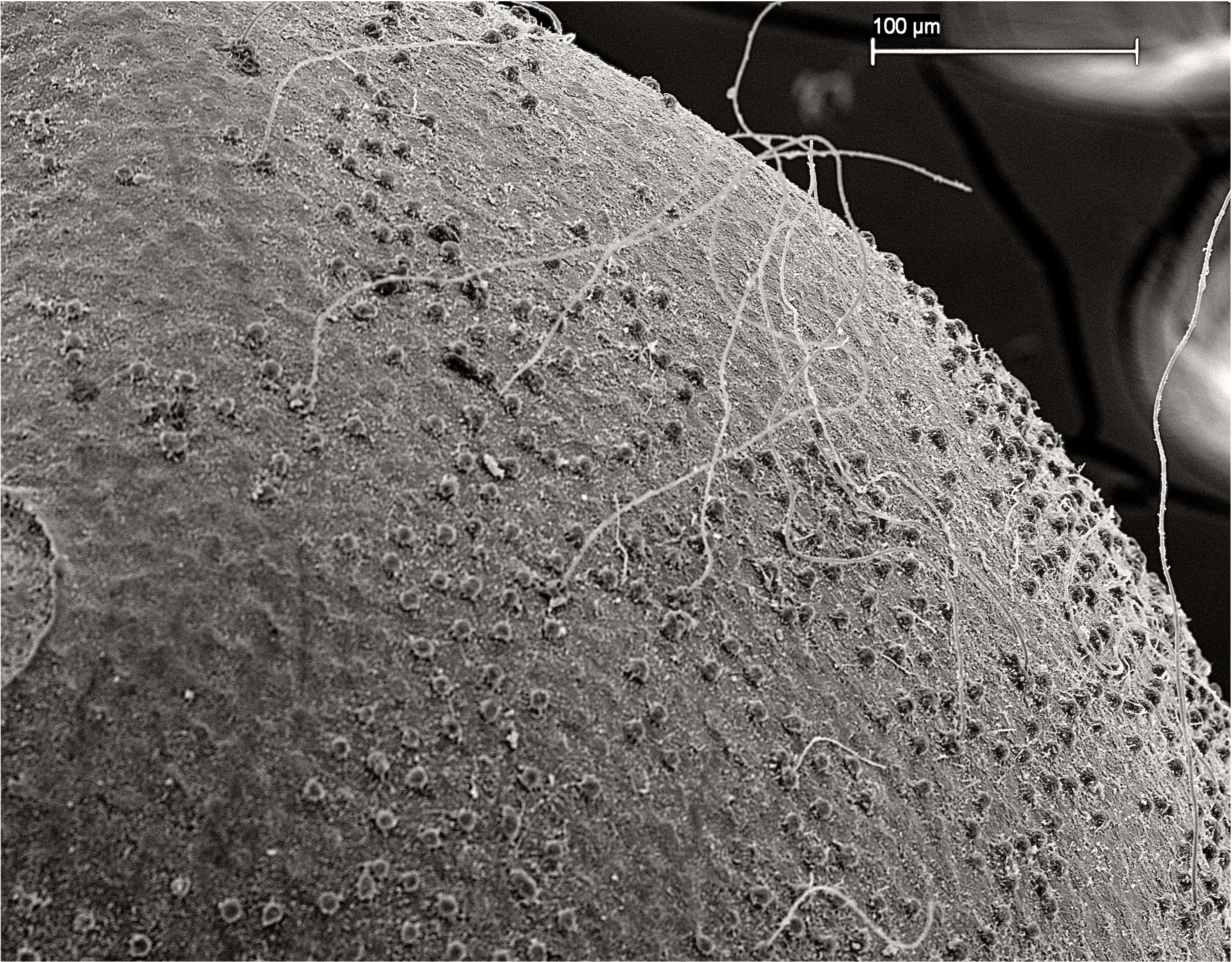 Killifish egg