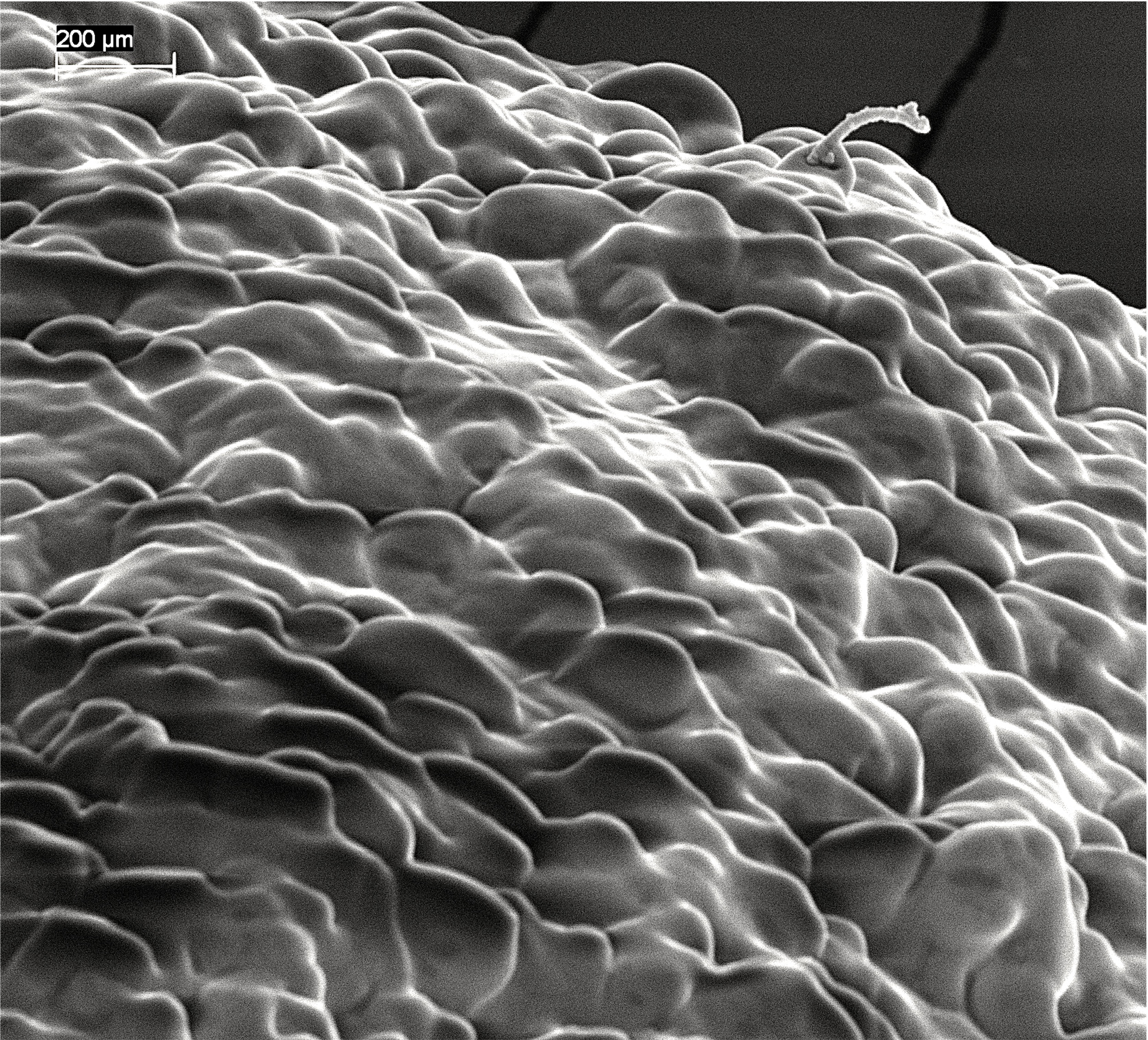Killifish egg