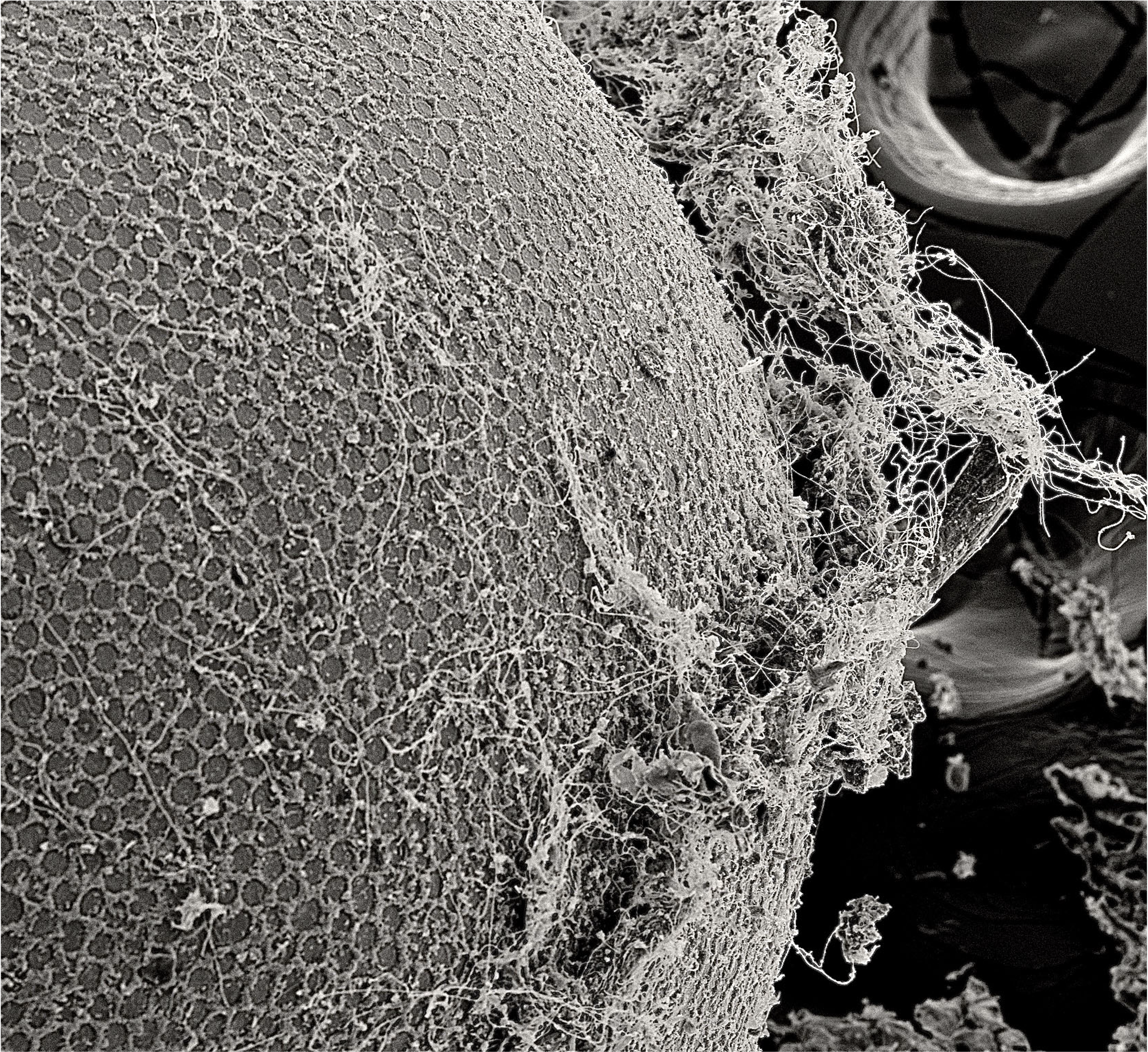 Killifish egg