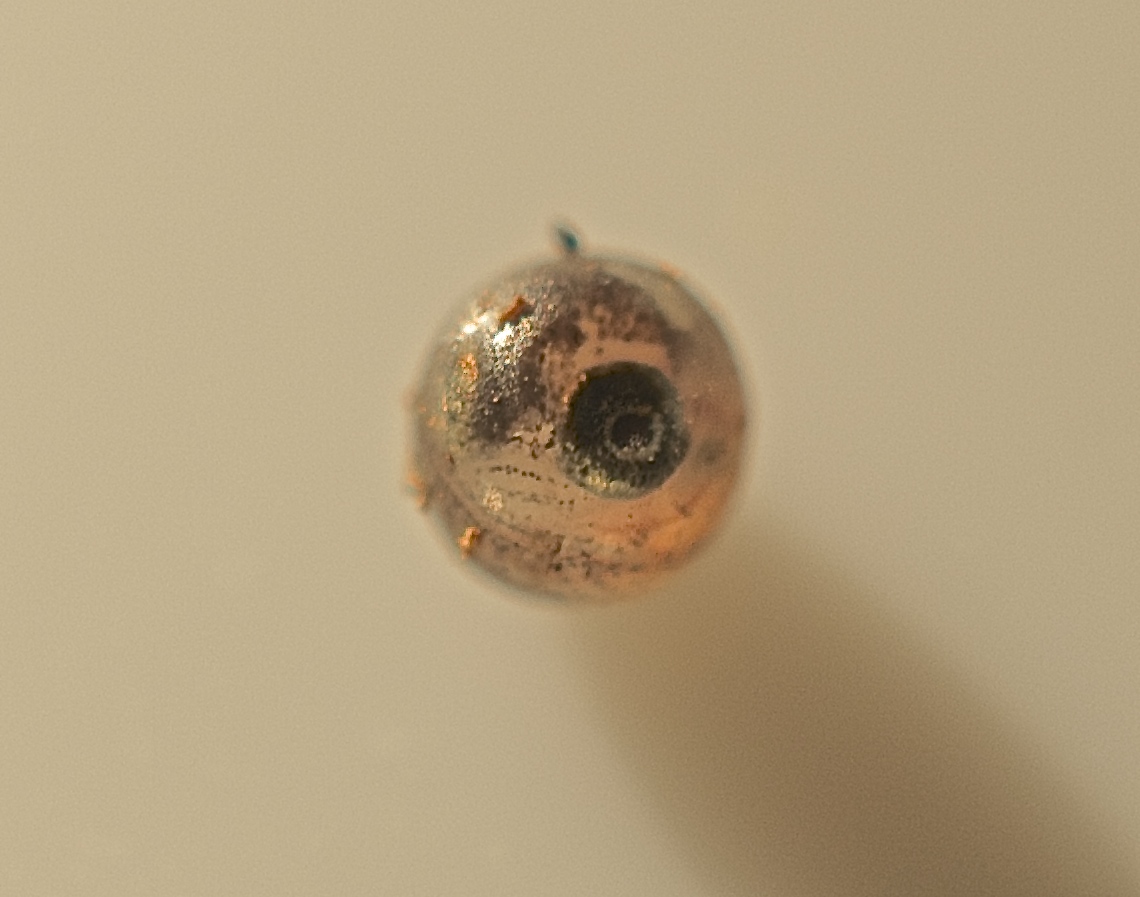 Killifish embryo