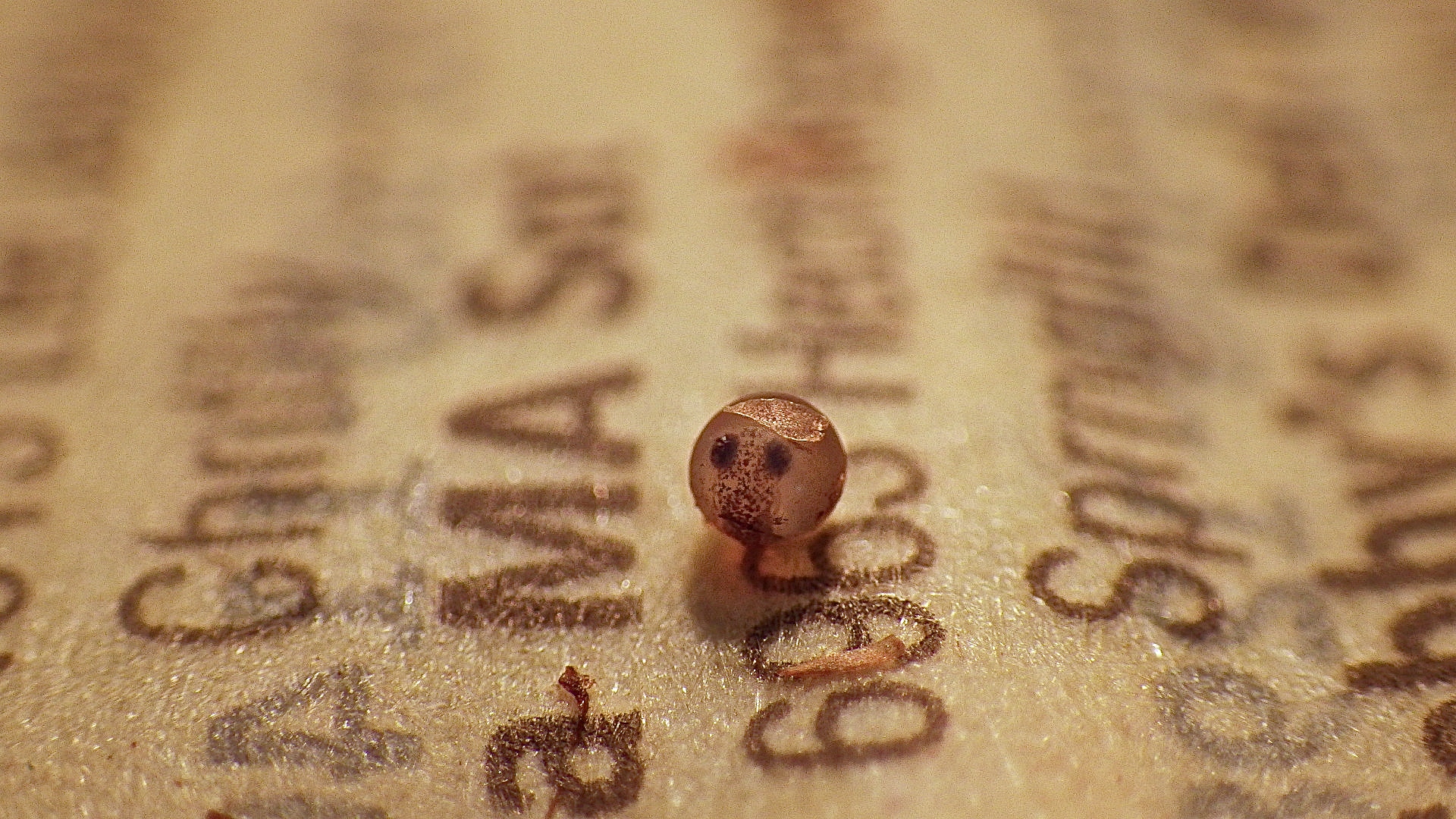 Killifish embryo