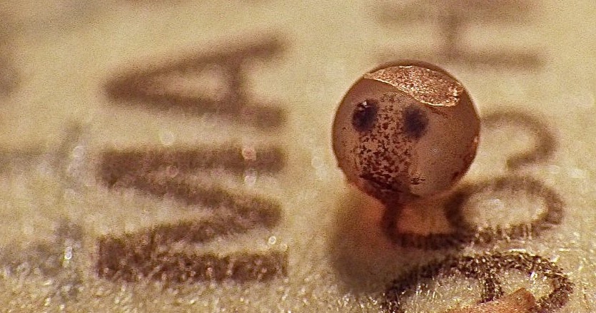 Killifish embryo