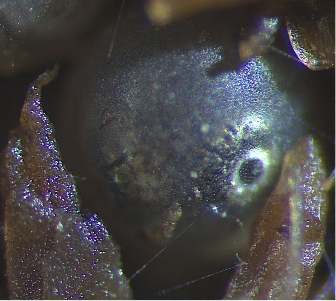 Killifish embryo