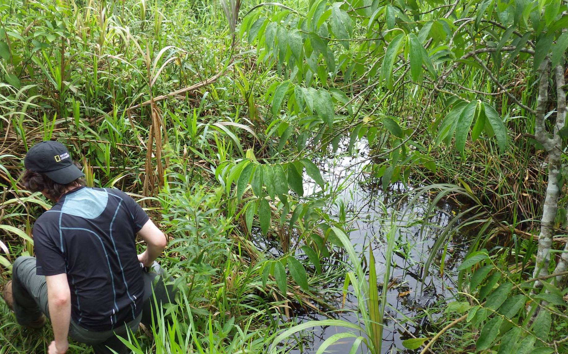 Killifish habitat