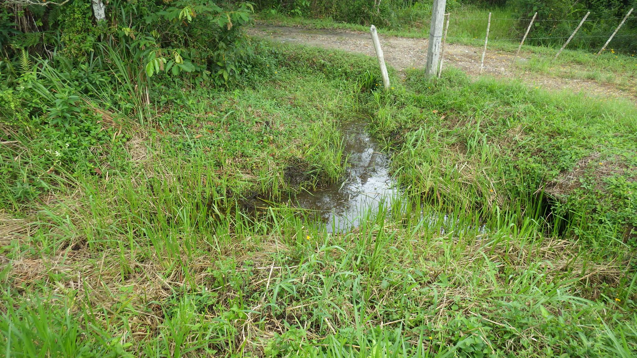 Killifish habitat