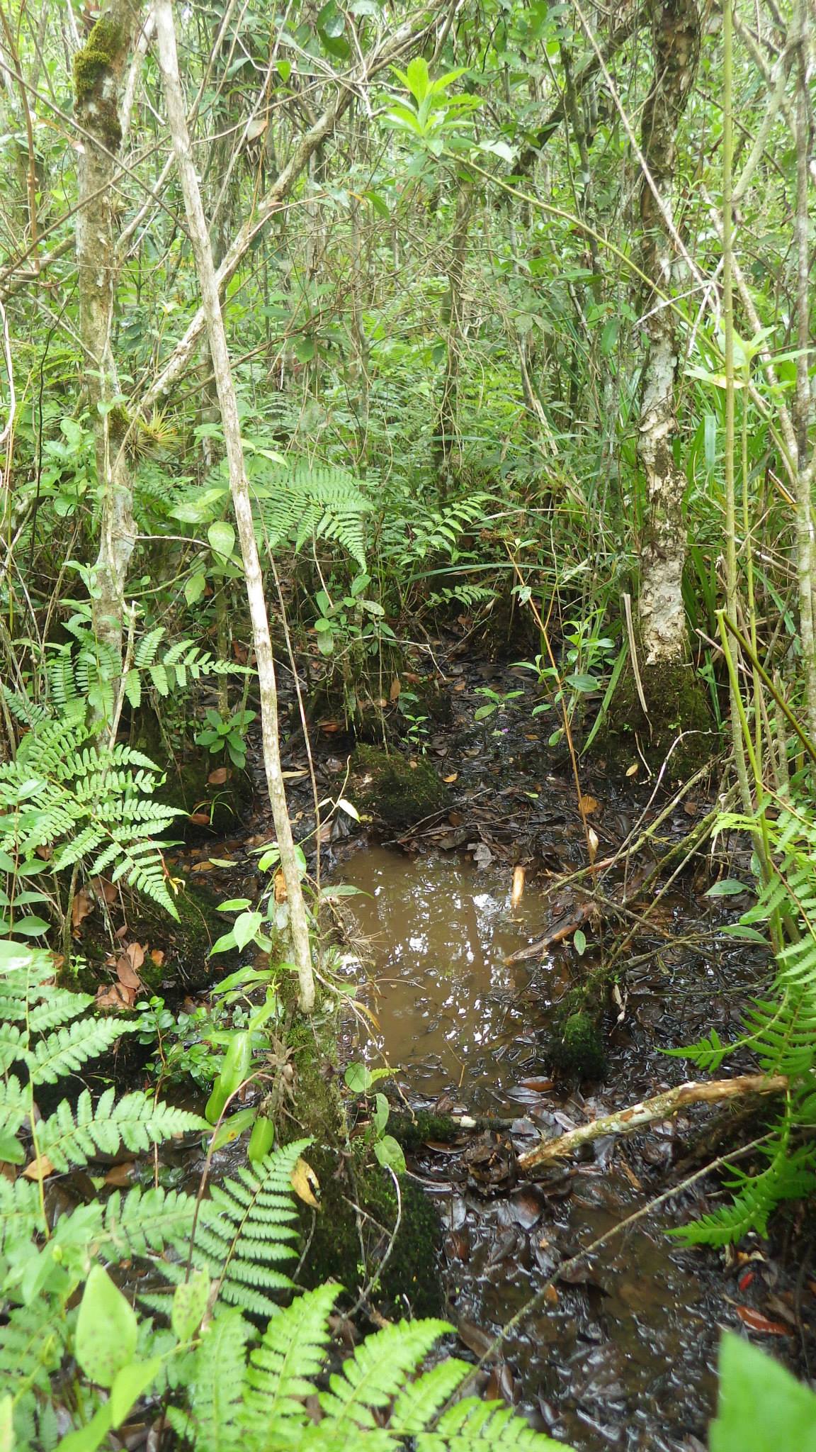 Killifish habitat