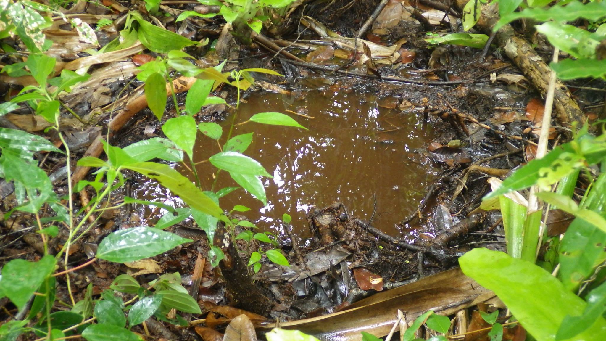 Killifish habitat