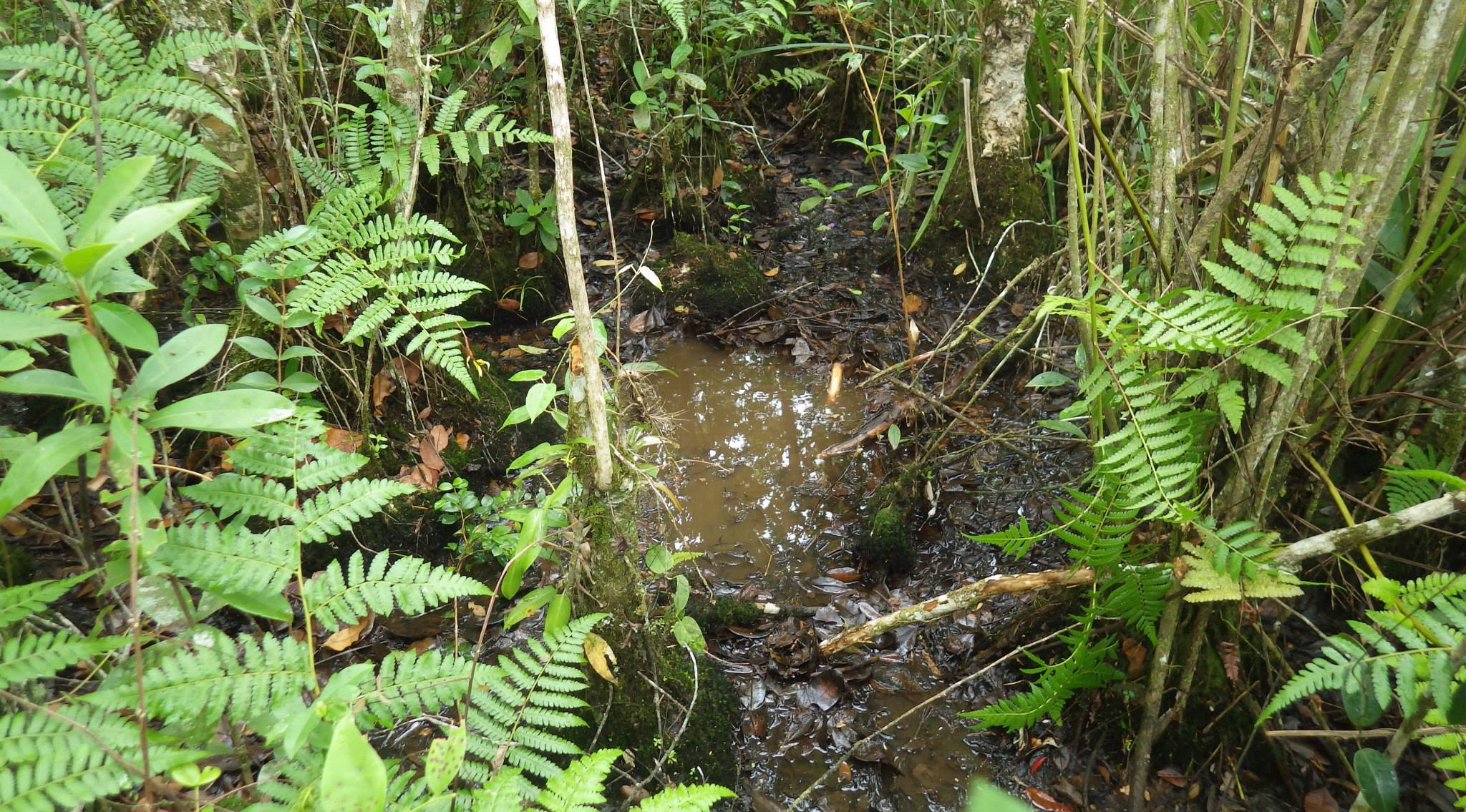 Killifish habitat
