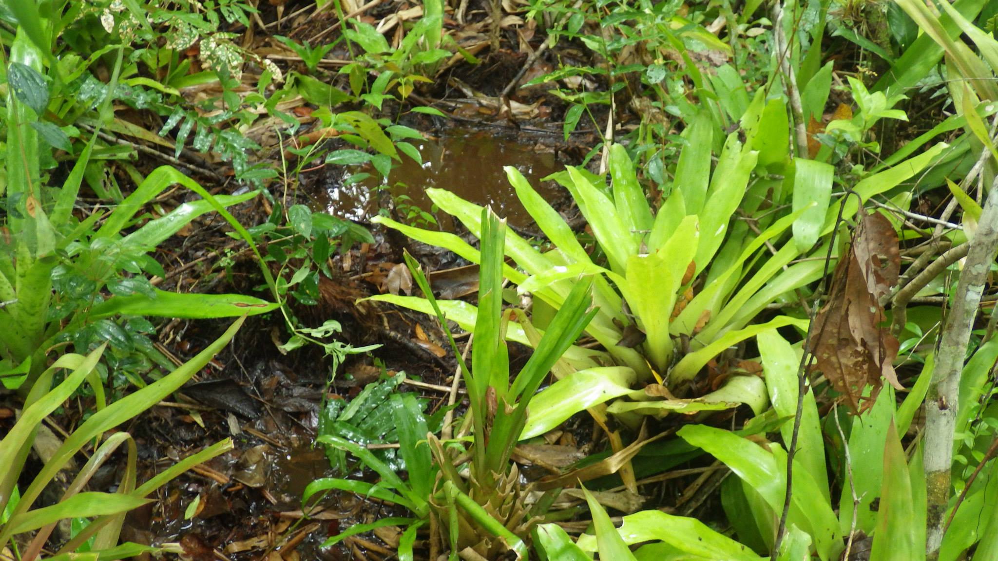 Killifish habitat