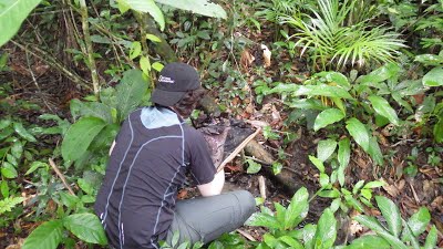 Killifish habitat