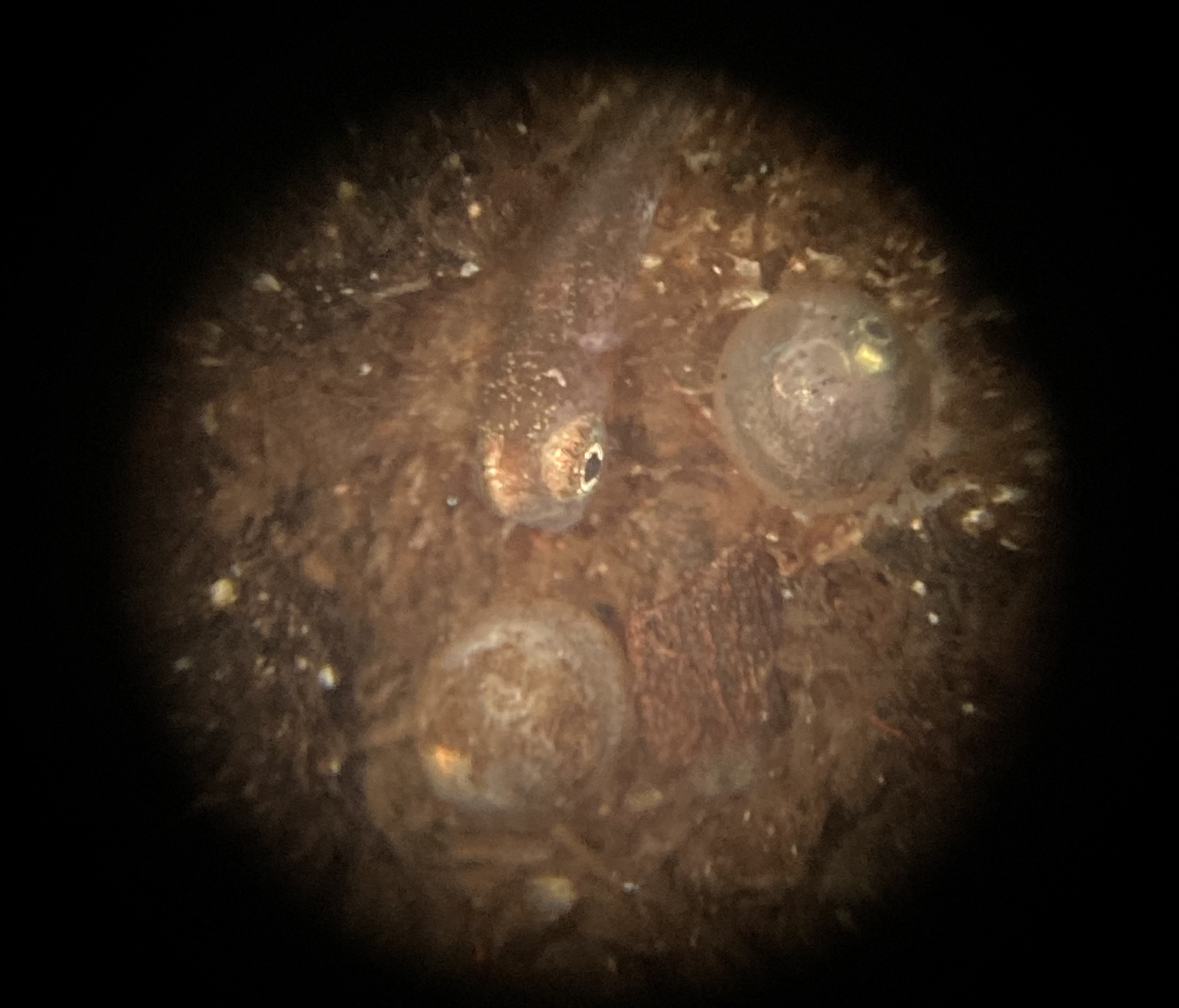 Killifish larva