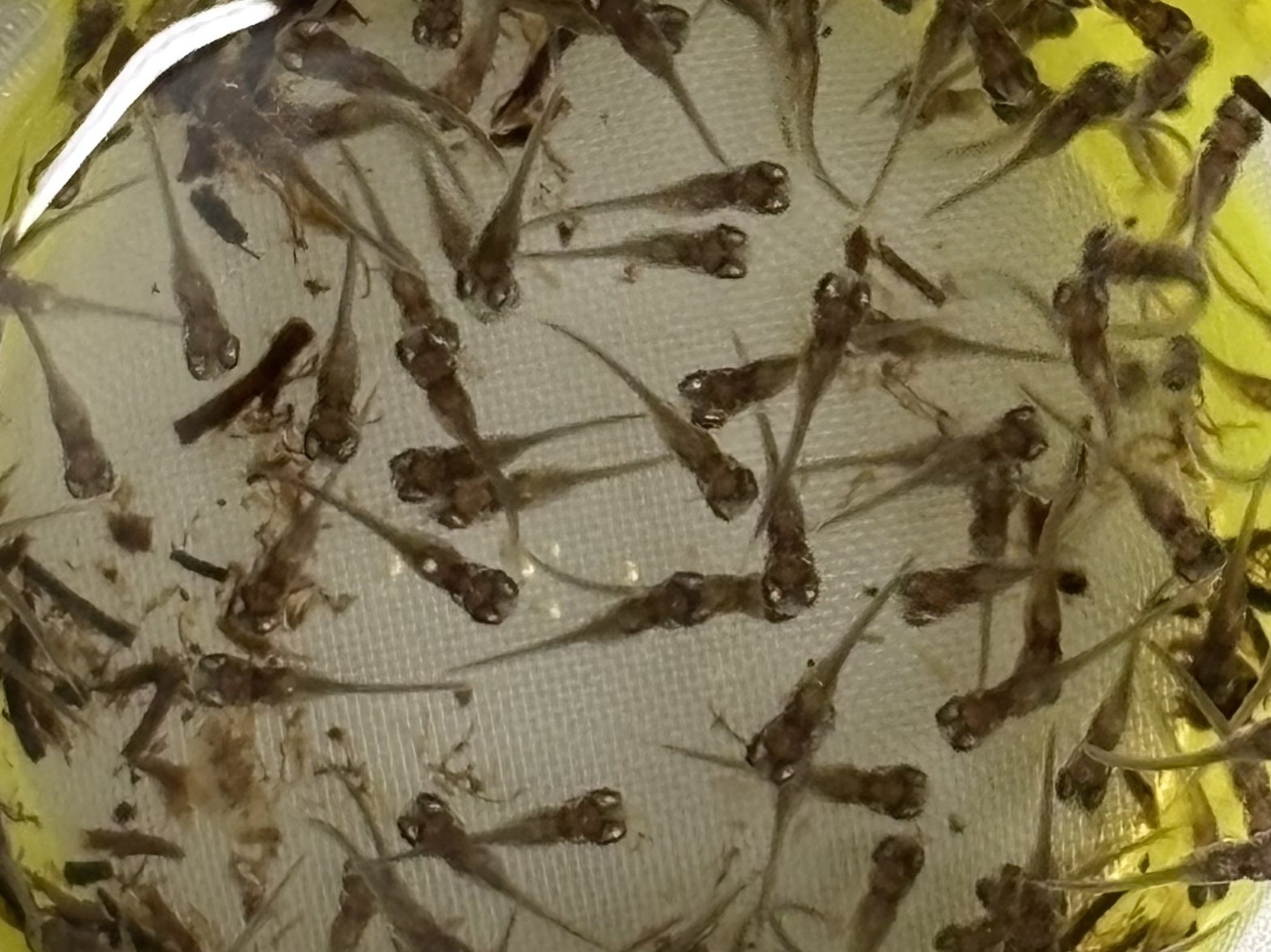 Killifish larva