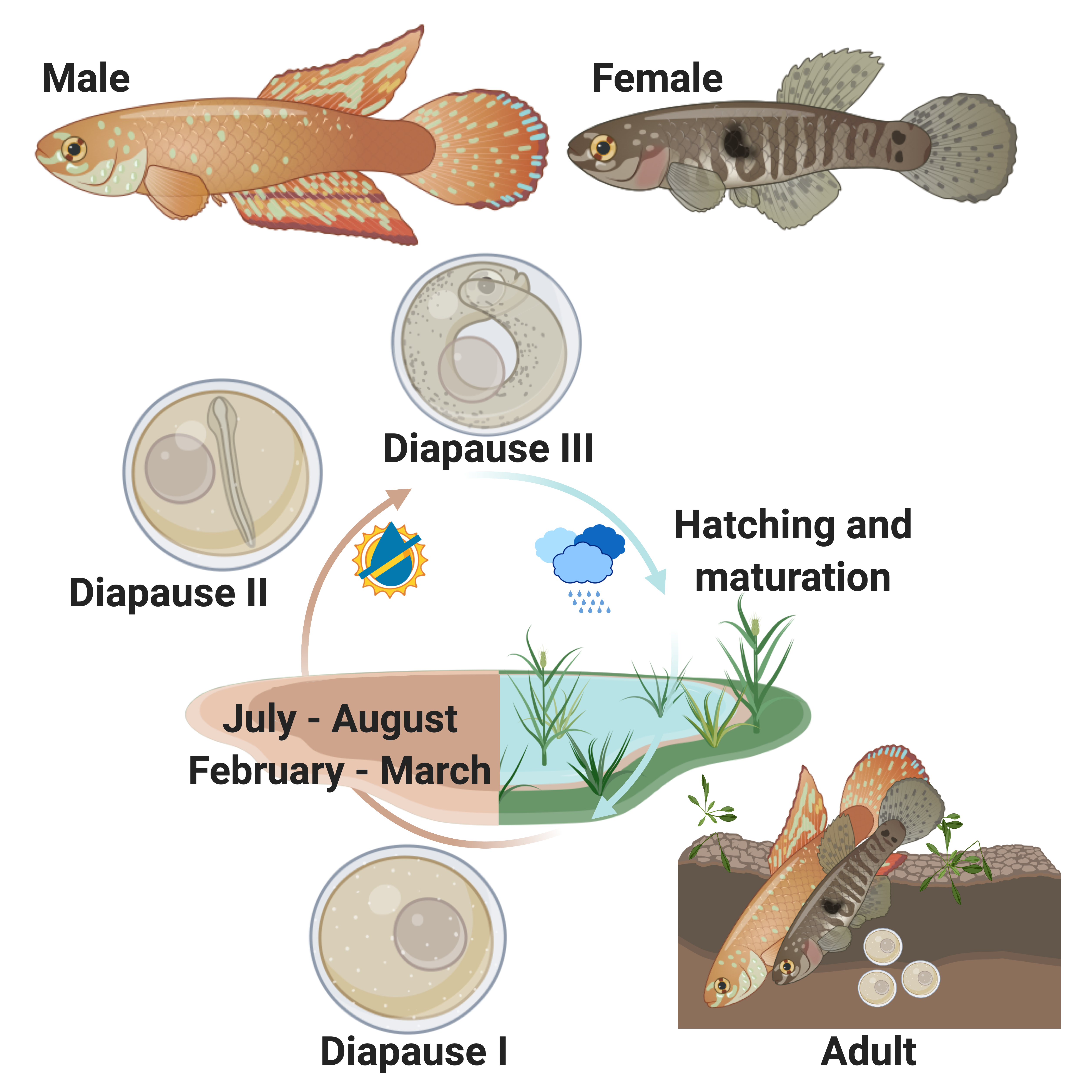 Killifish life cycle